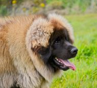Large fluffy tan and black dog standing in grass with tongue out, side profile