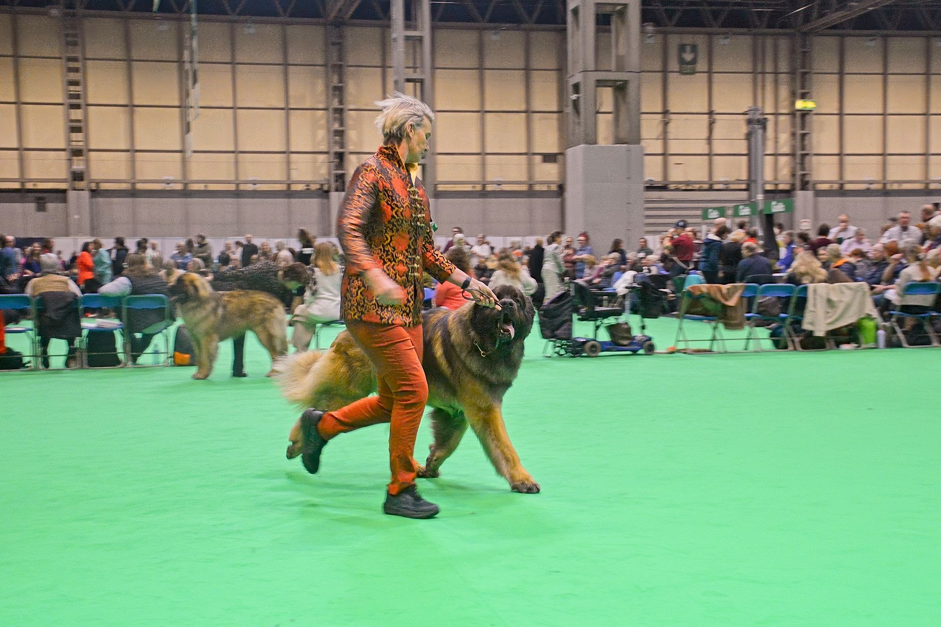 Person walking a large dog on a green indoor floor at a crowded exhibition hall