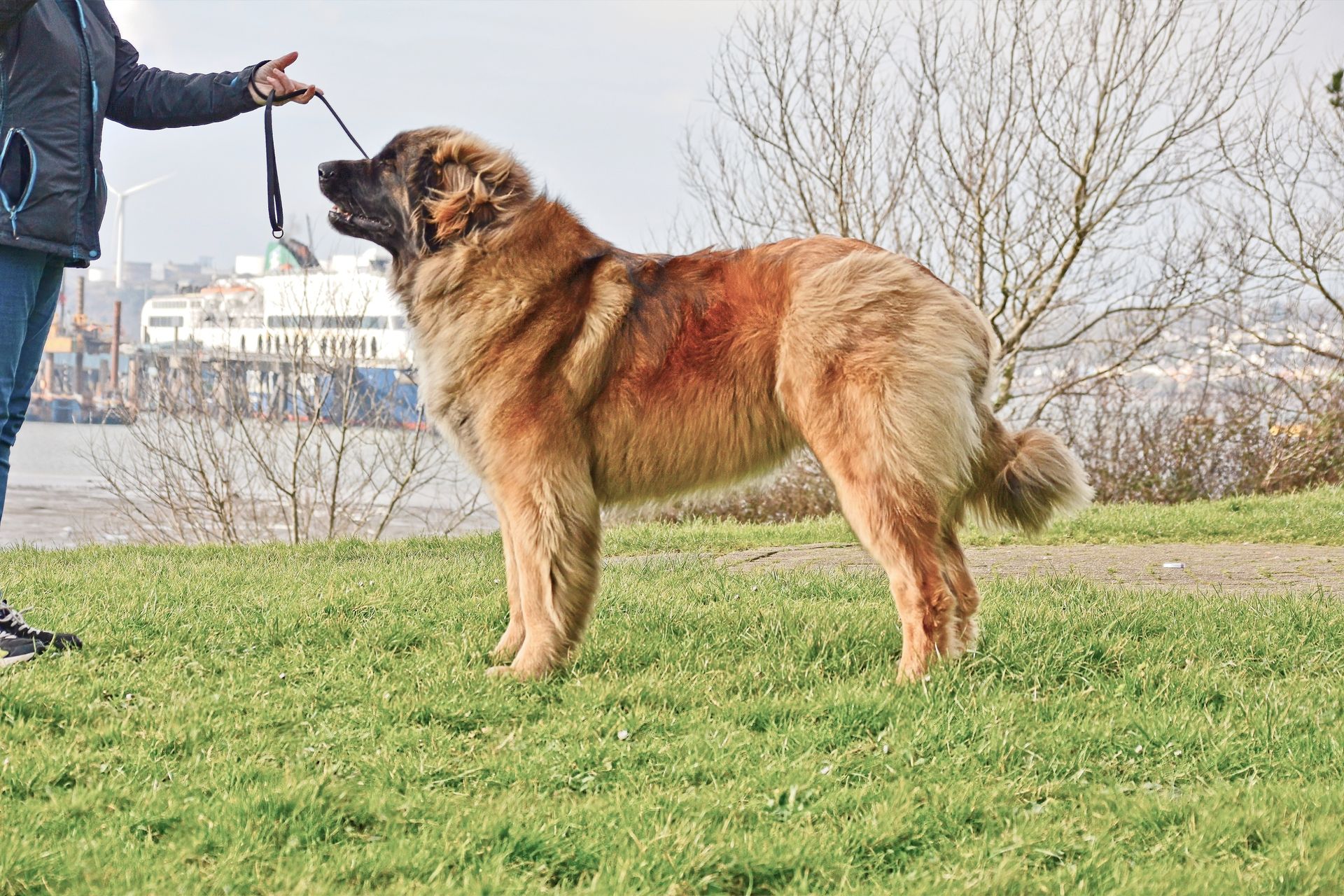 Hillhavenleonbergers leonbergers