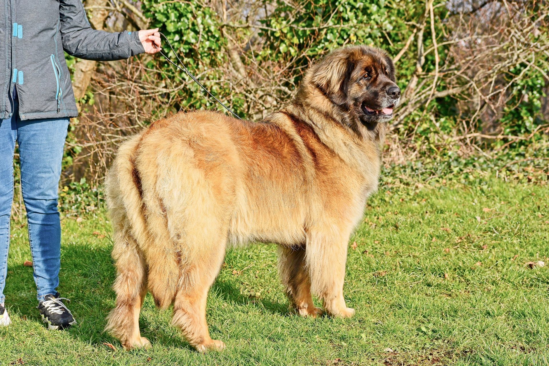 Large fluffy tan dog standing on grass beside a person holding its leash