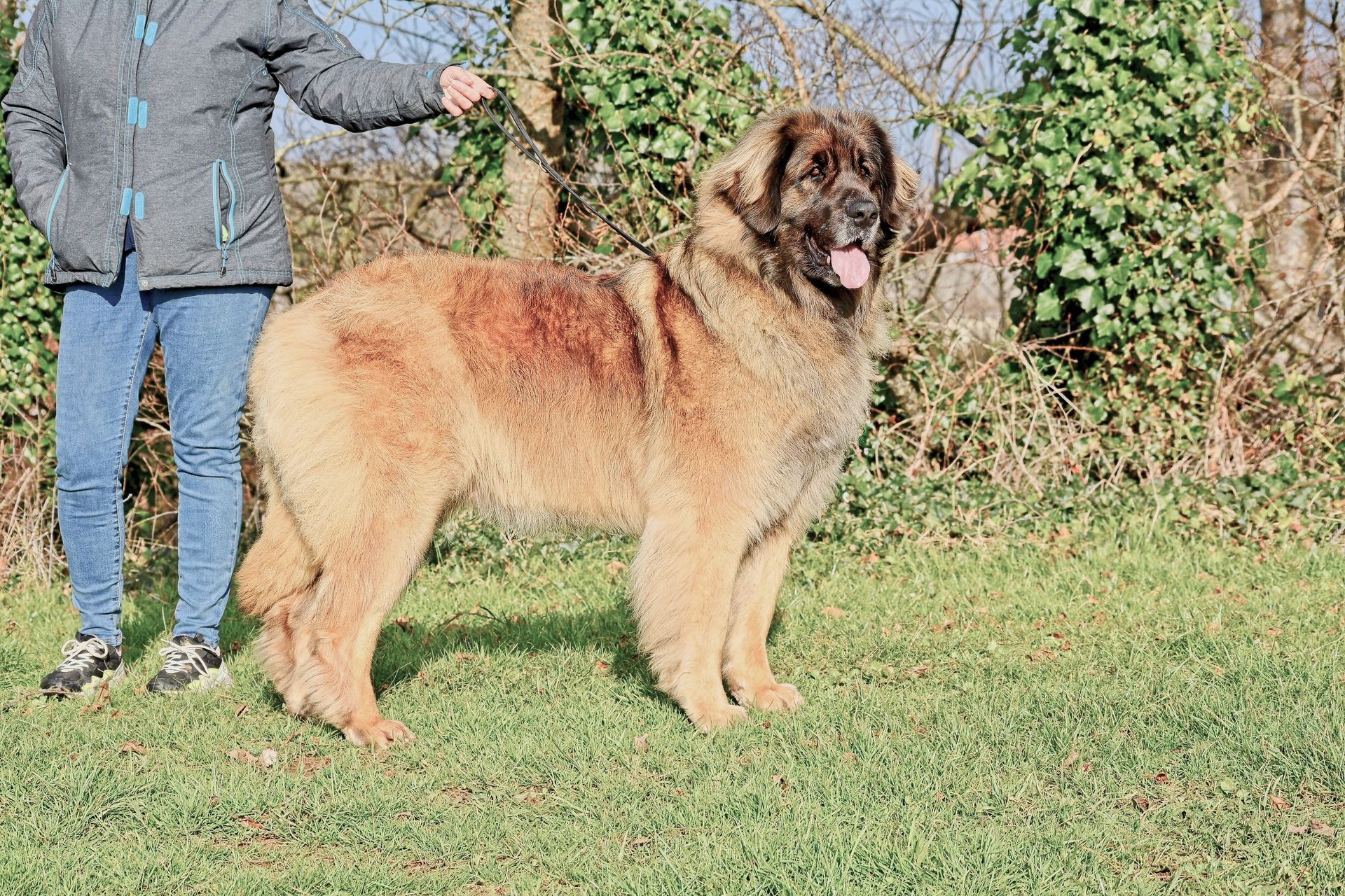 Large tan-and-black fluffy dog standing on grass beside a person in jeans and a jacket.