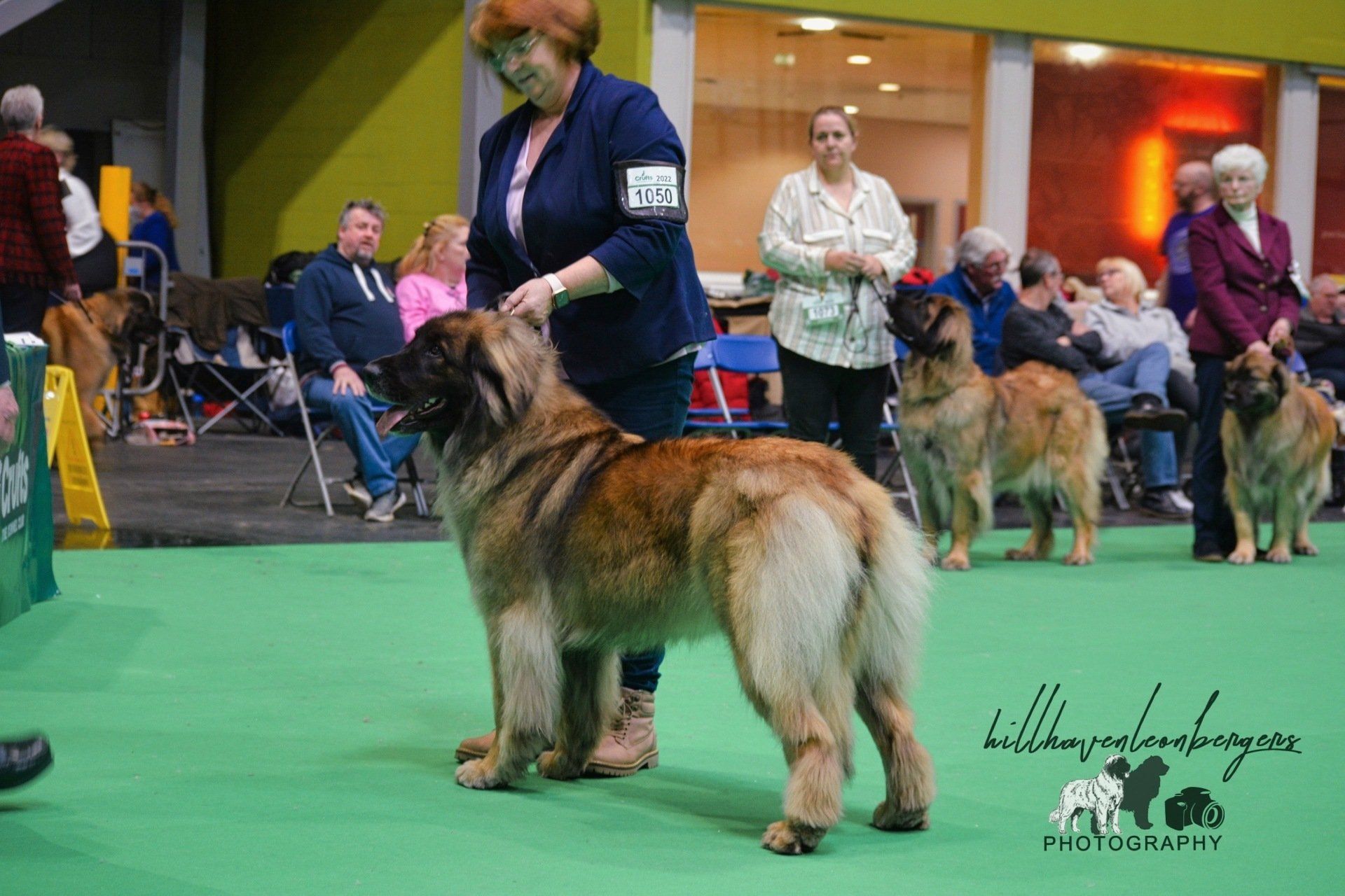 Dog show with a large long-haired dog standing beside its handler in an indoor exhibition hall