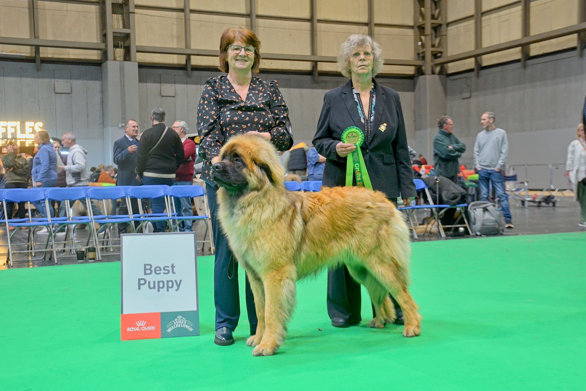 Large tan dog on a green show ring floor with two handlers and a “Best Puppy” sign nearby