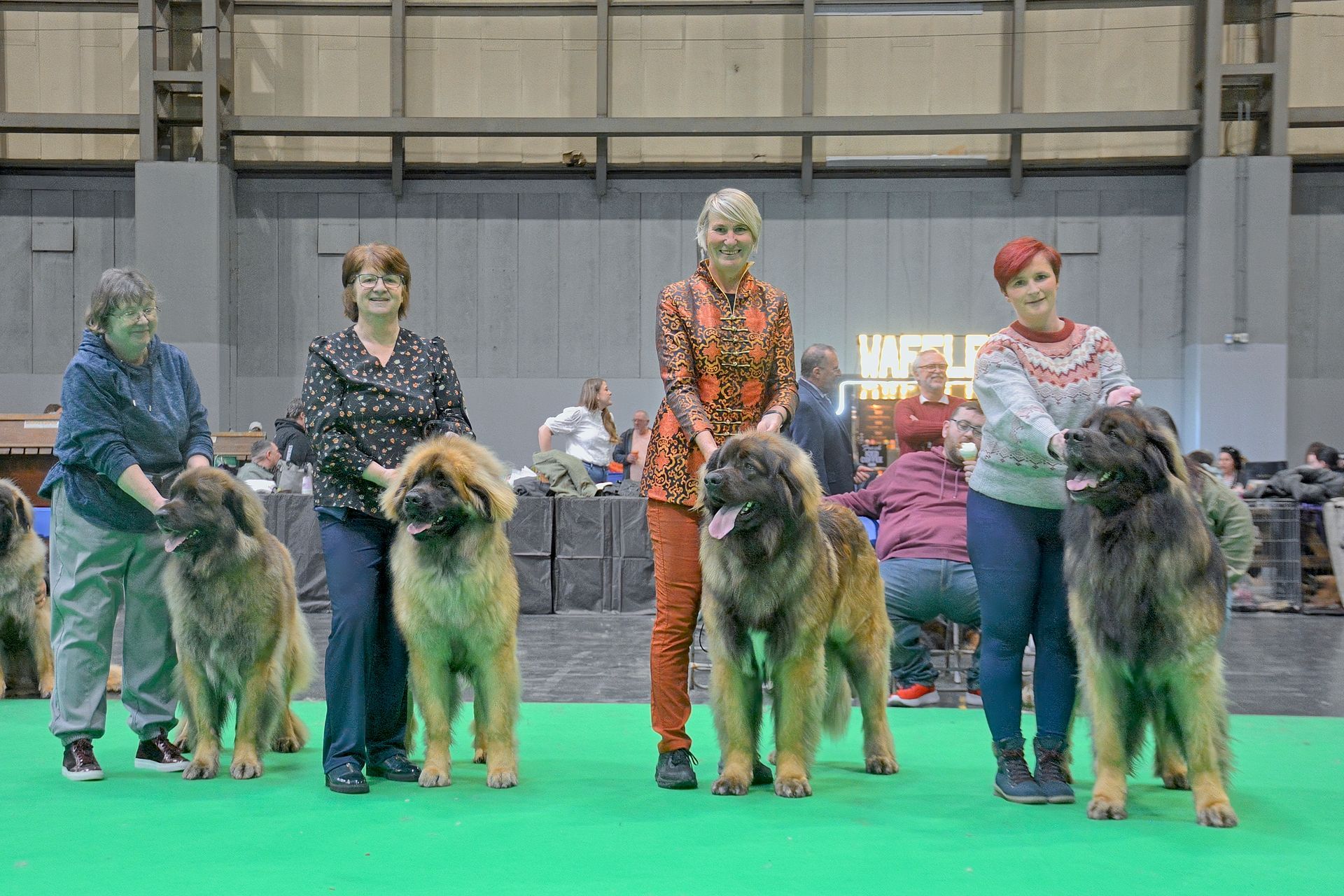 Five people stand with large dogs on leashes in an indoor show ring with a green floor.