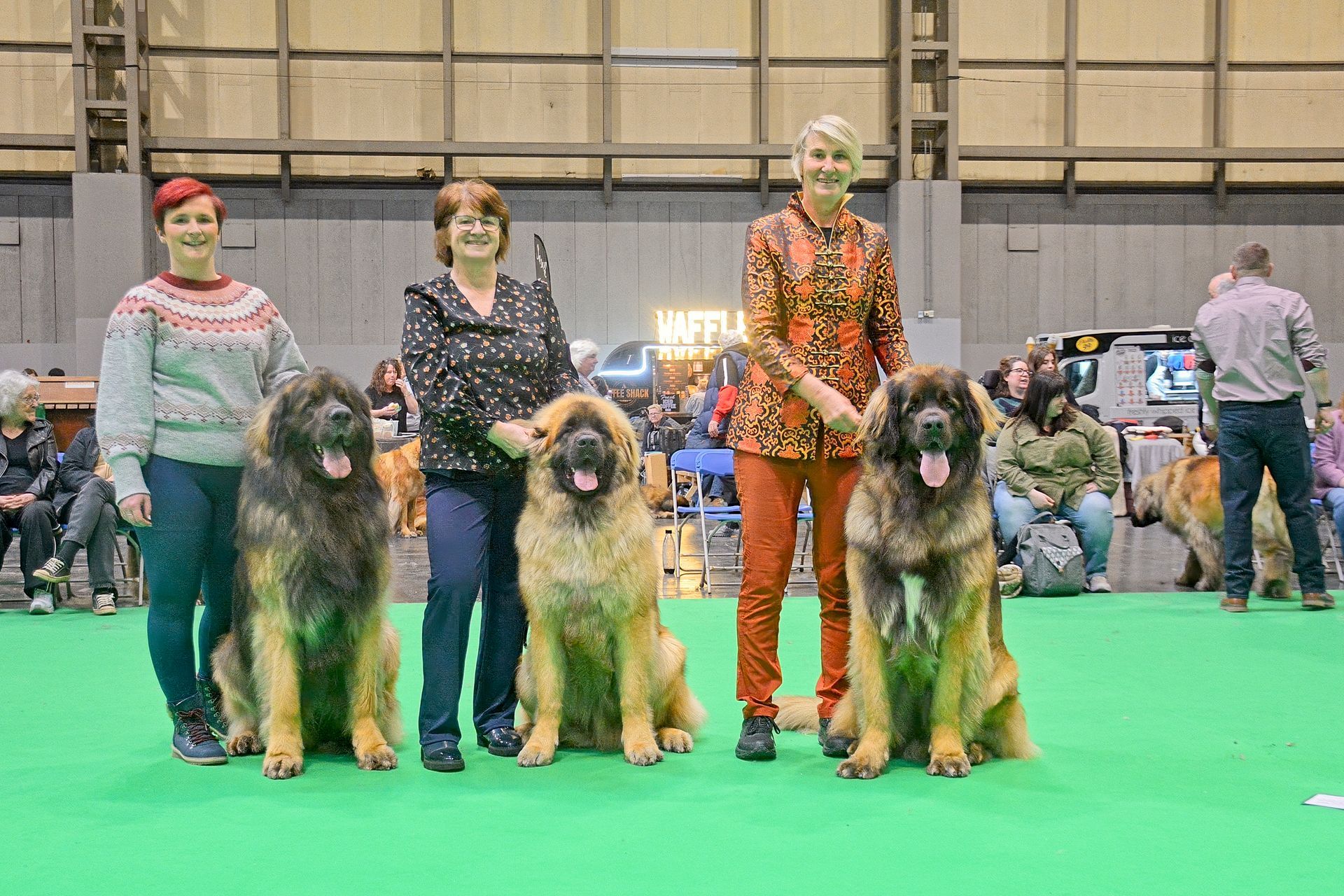Four large dogs stand with handlers on a green indoor show floor.