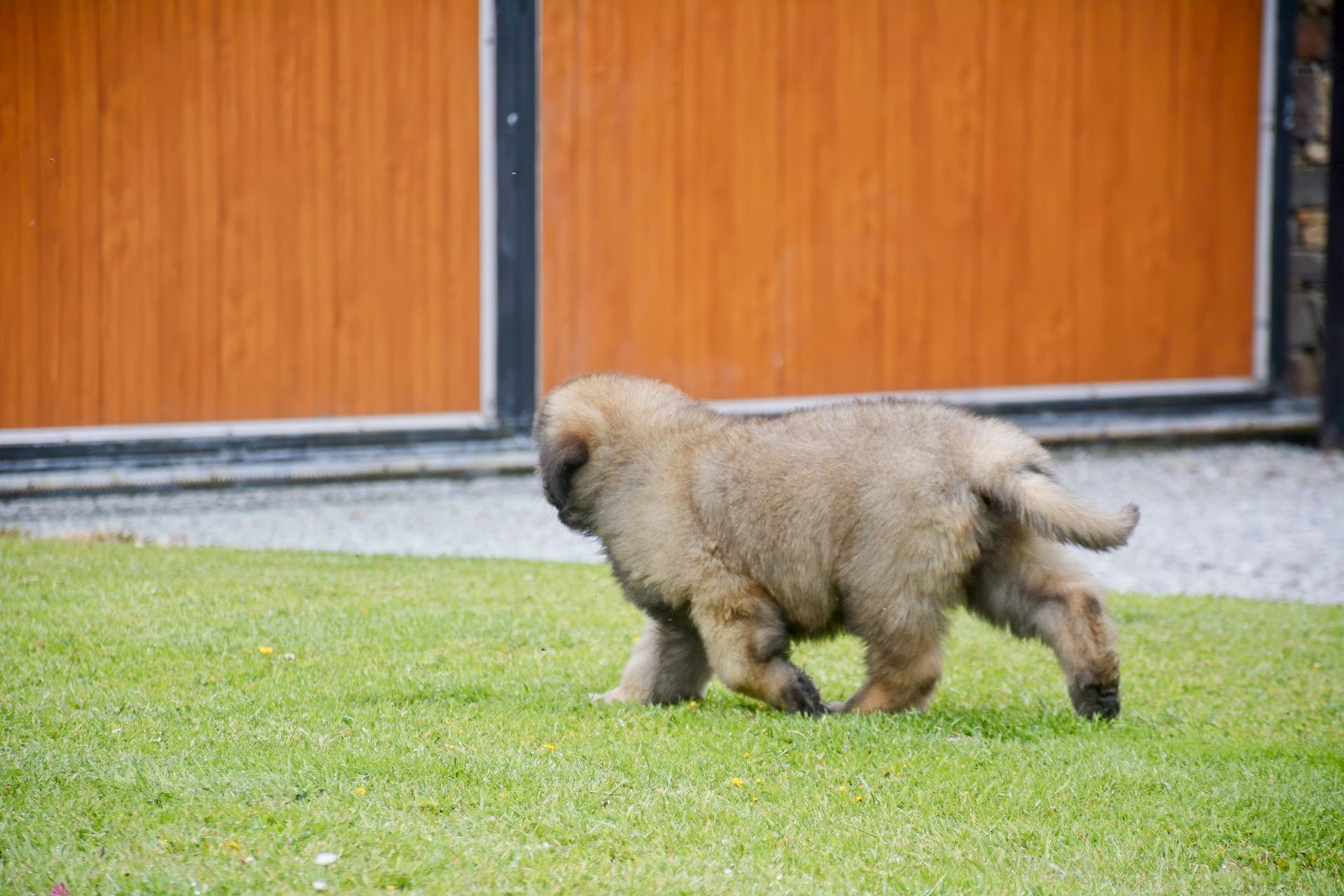 Fluffy tan puppy walking on grass in front of orange doors
