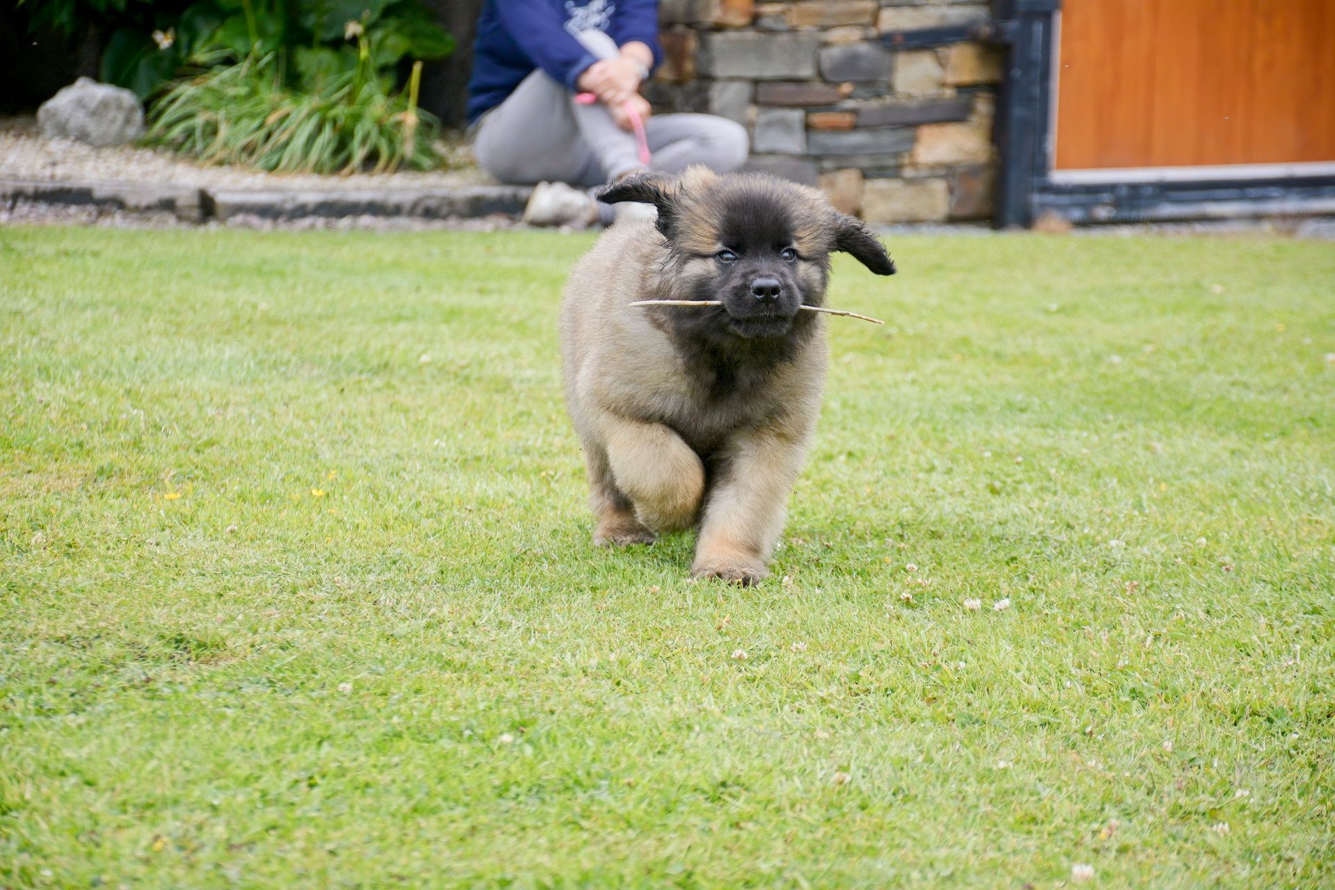 Fluffy black-and-tan dog running across a grassy yard toward the camera