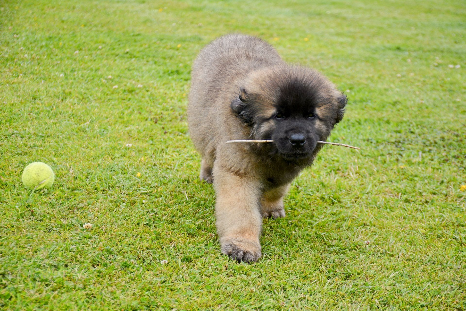 Fluffy puppy walking on grass beside a tennis ball