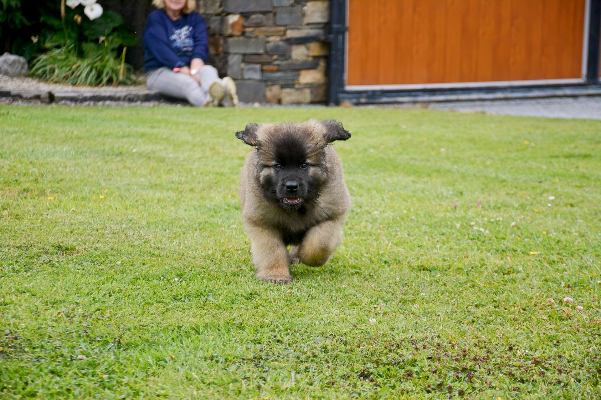 Fluffy brown puppy running across a green lawn toward the camera.