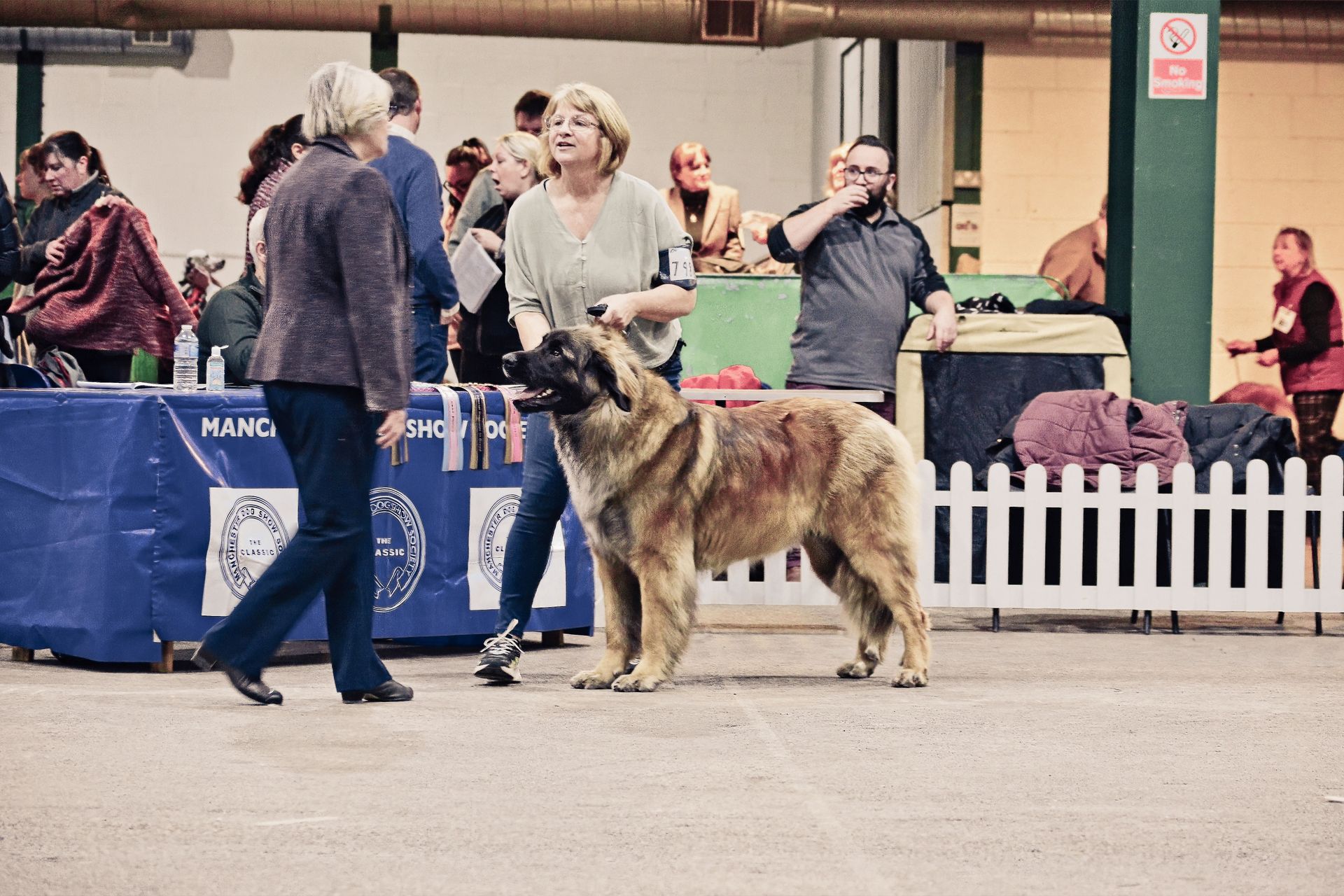 Hillhavenleonbergers leonbergers