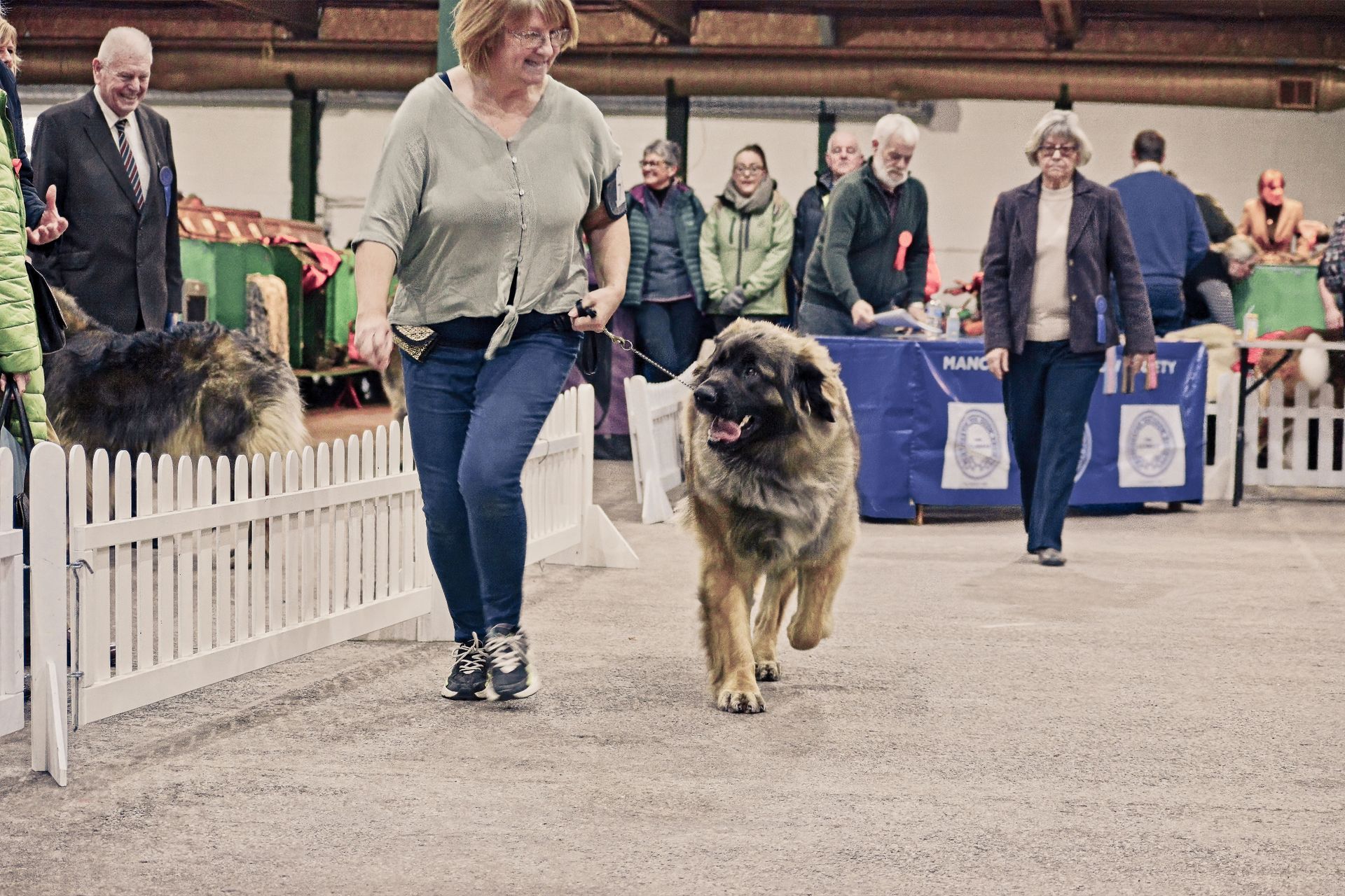 Hillhavenleonbergers leonbergers