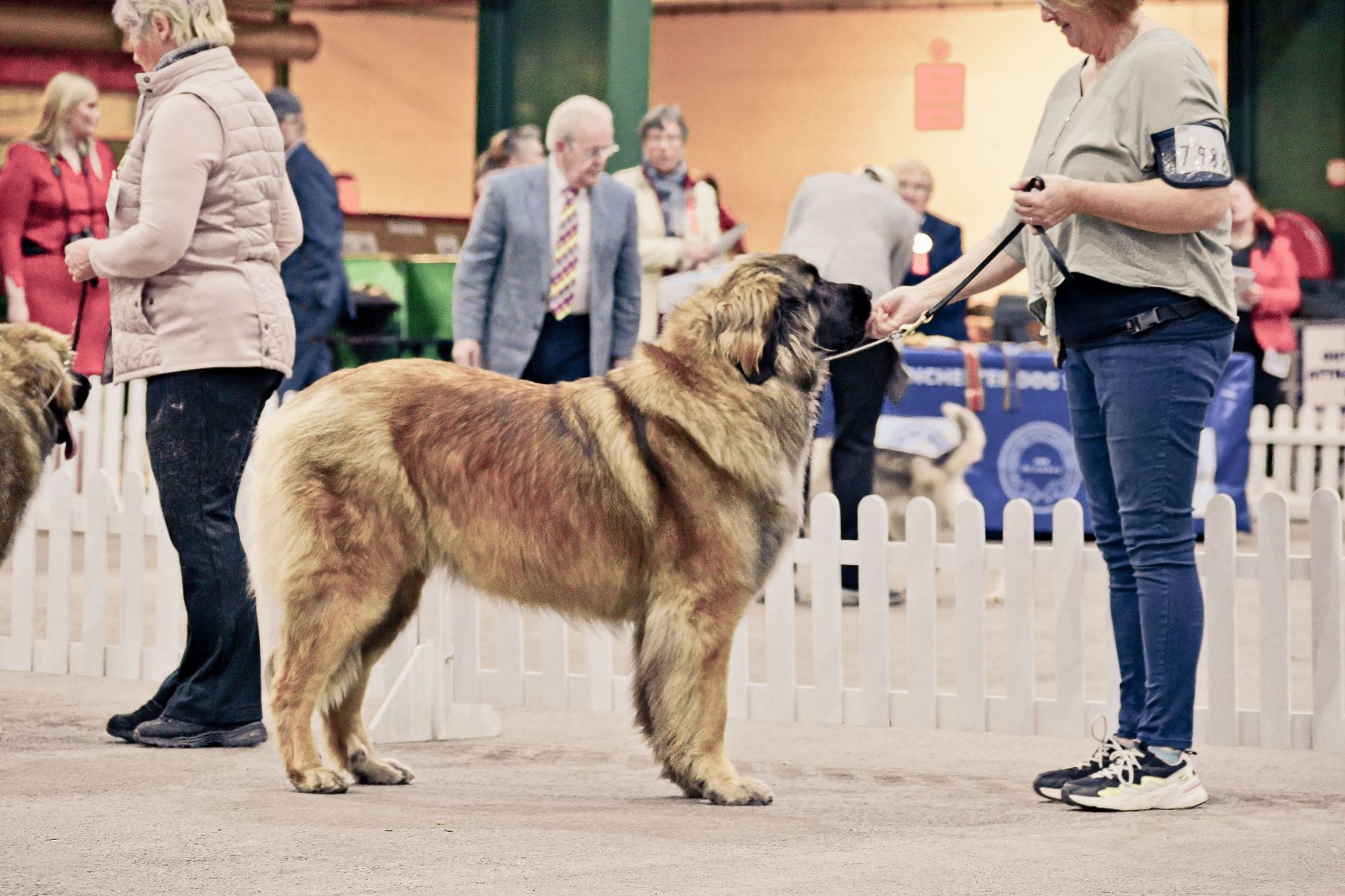 Hillhavenleonbergers leonbergers