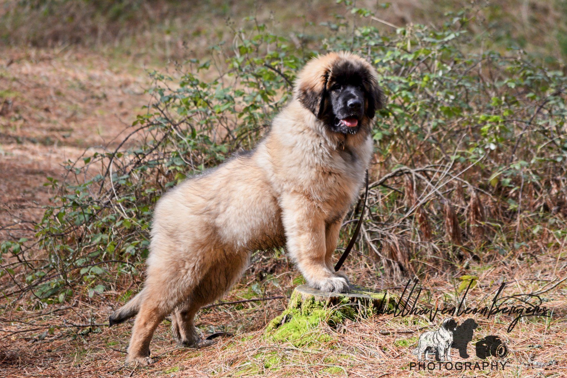 Hillhavenleonbergers leonbergers
