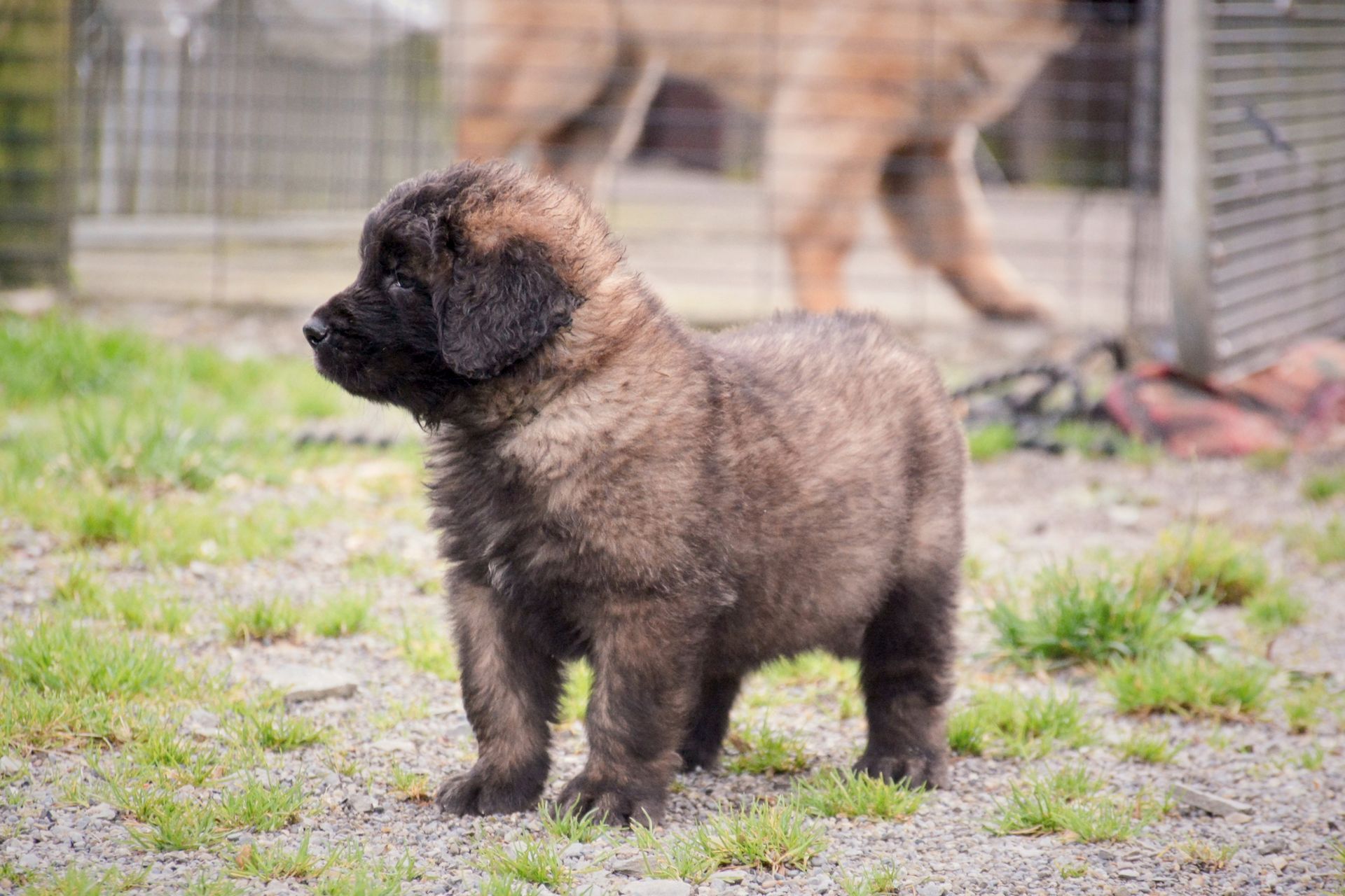 Hillhavenleonbergers leonbergers