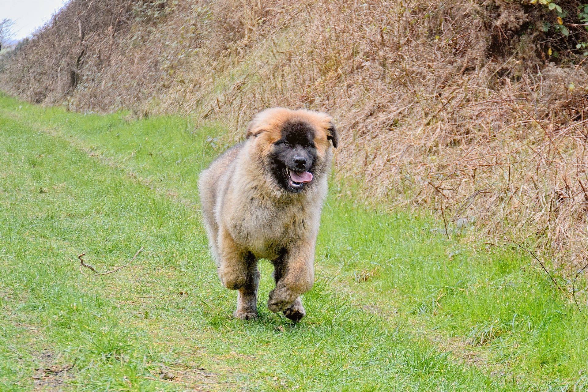 Small fluffy brown dog walking on a grassy path beside a hedge
