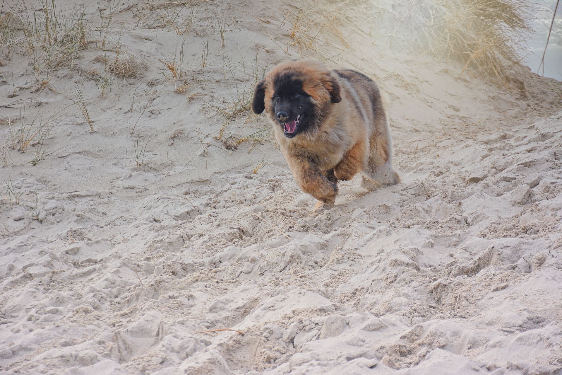 Small tan dog running through pale sand with a dark face and ears