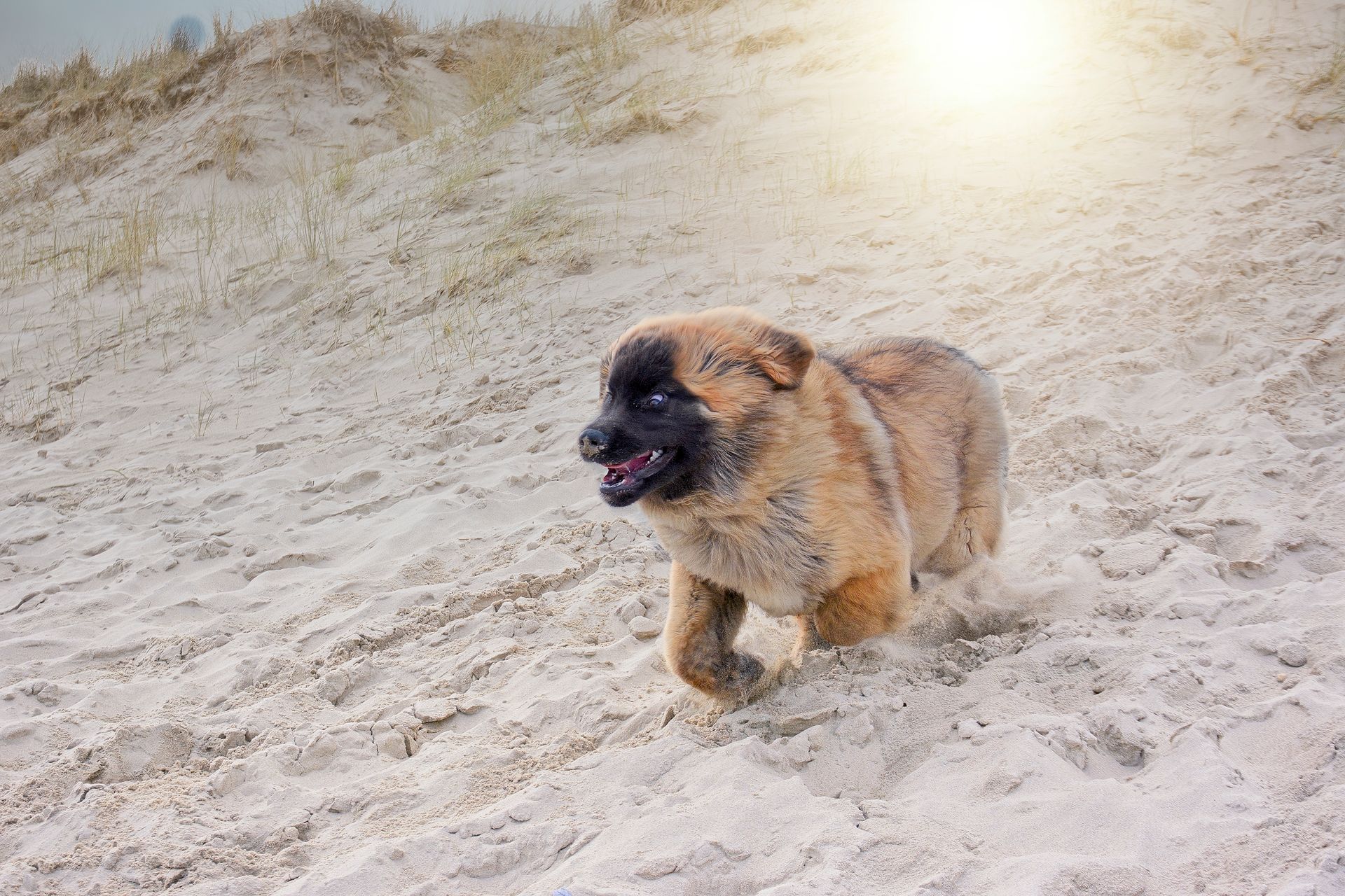 Small fluffy brown dog running on a sandy beach with the sun glowing overhead