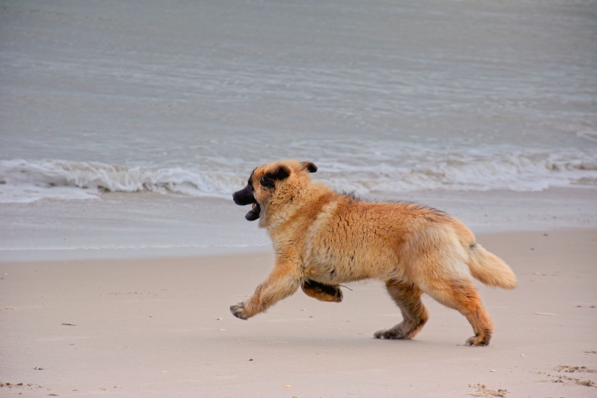 Dog running on a sandy beach near the ocean, chasing a ball