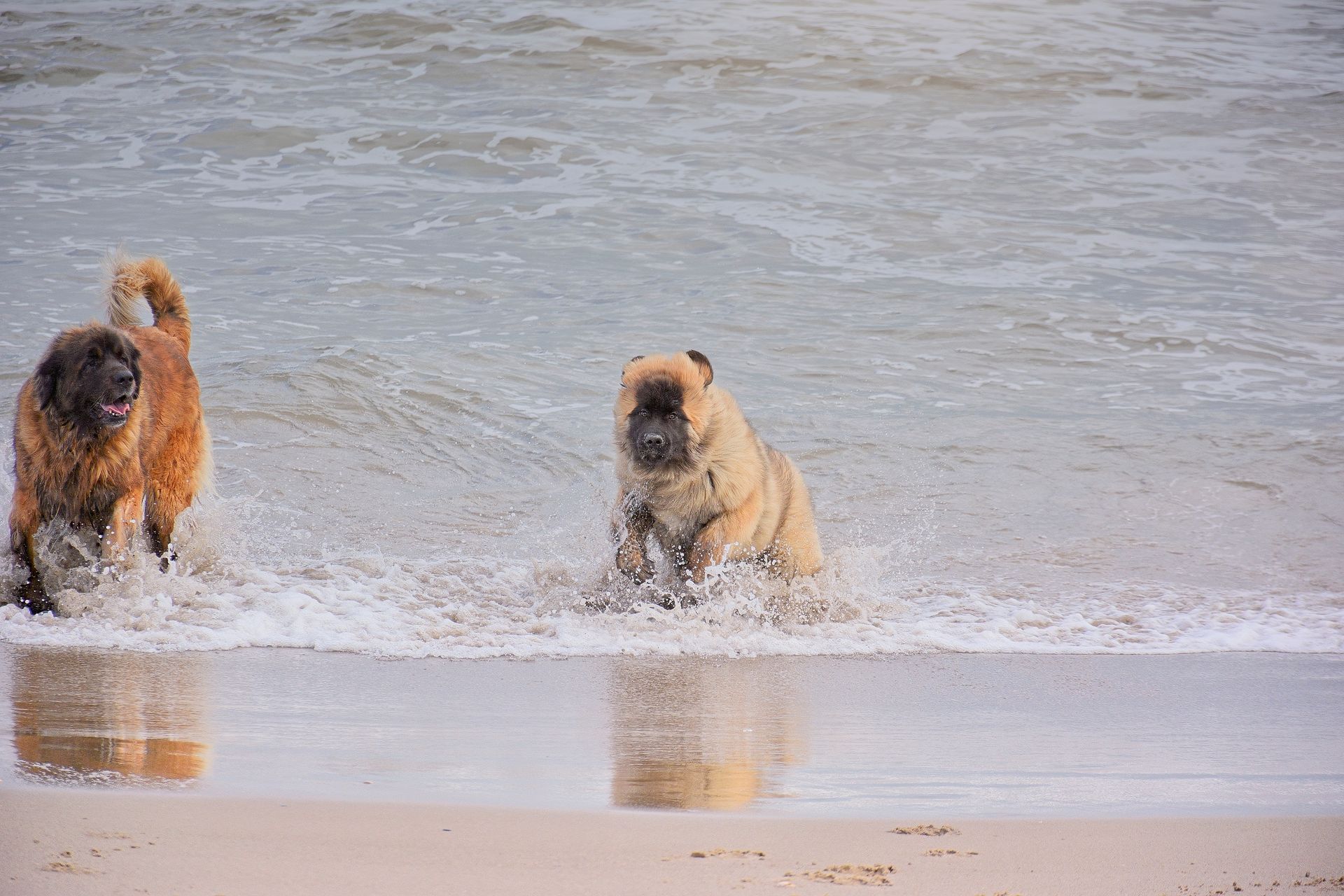 Two dogs splashing in shallow ocean surf on a sandy beach