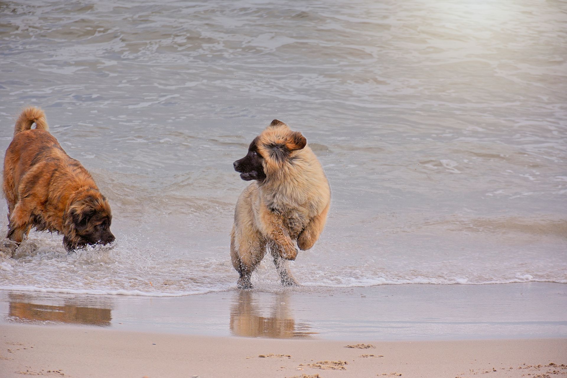 Two dogs running through shallow water on a beach, splashing near the shoreline.