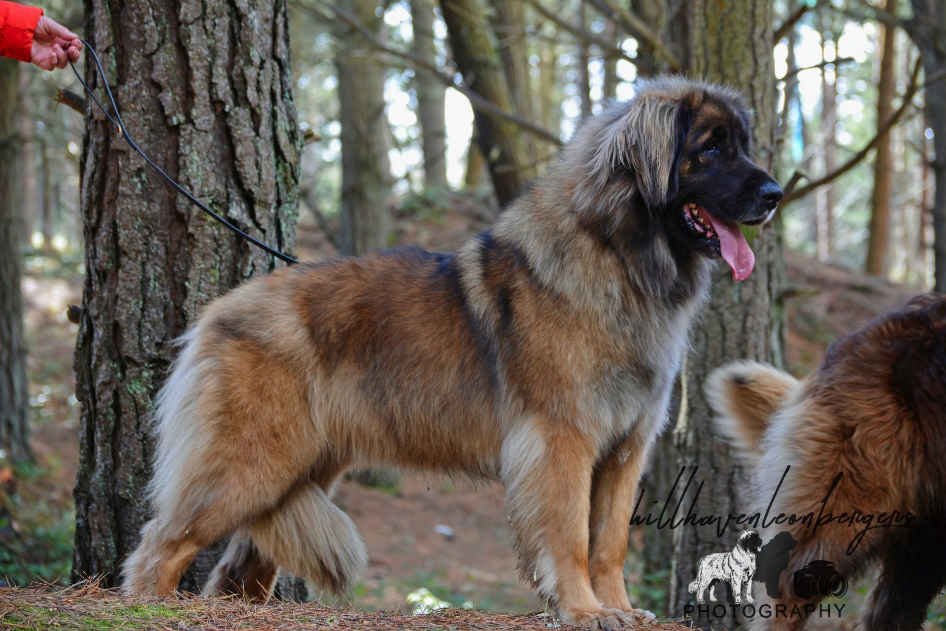Large fluffy brown-and-black dog standing in a wooded area with tongue out, another dog partly visible beside it