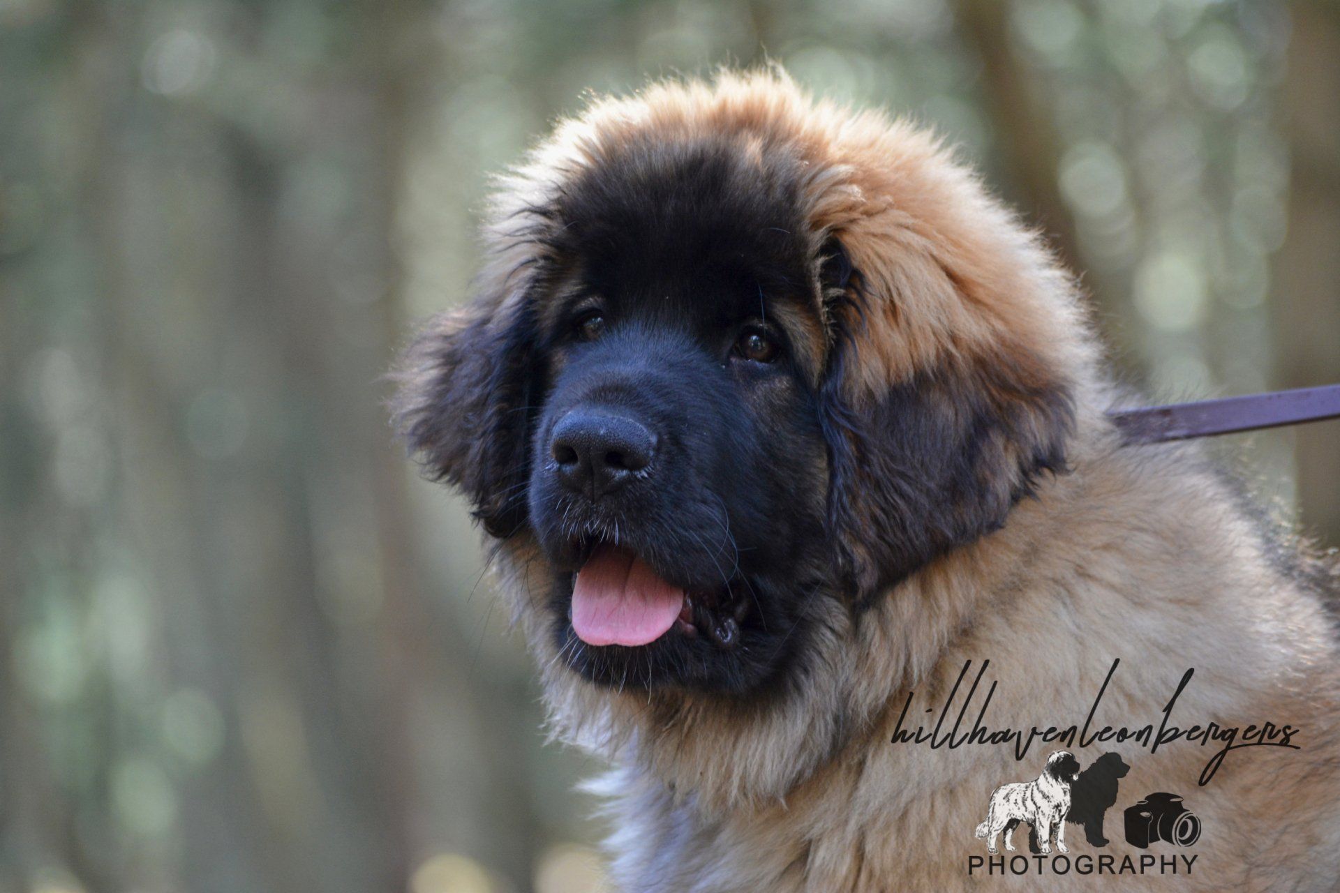 Hillhavenleonbergers leonbergers