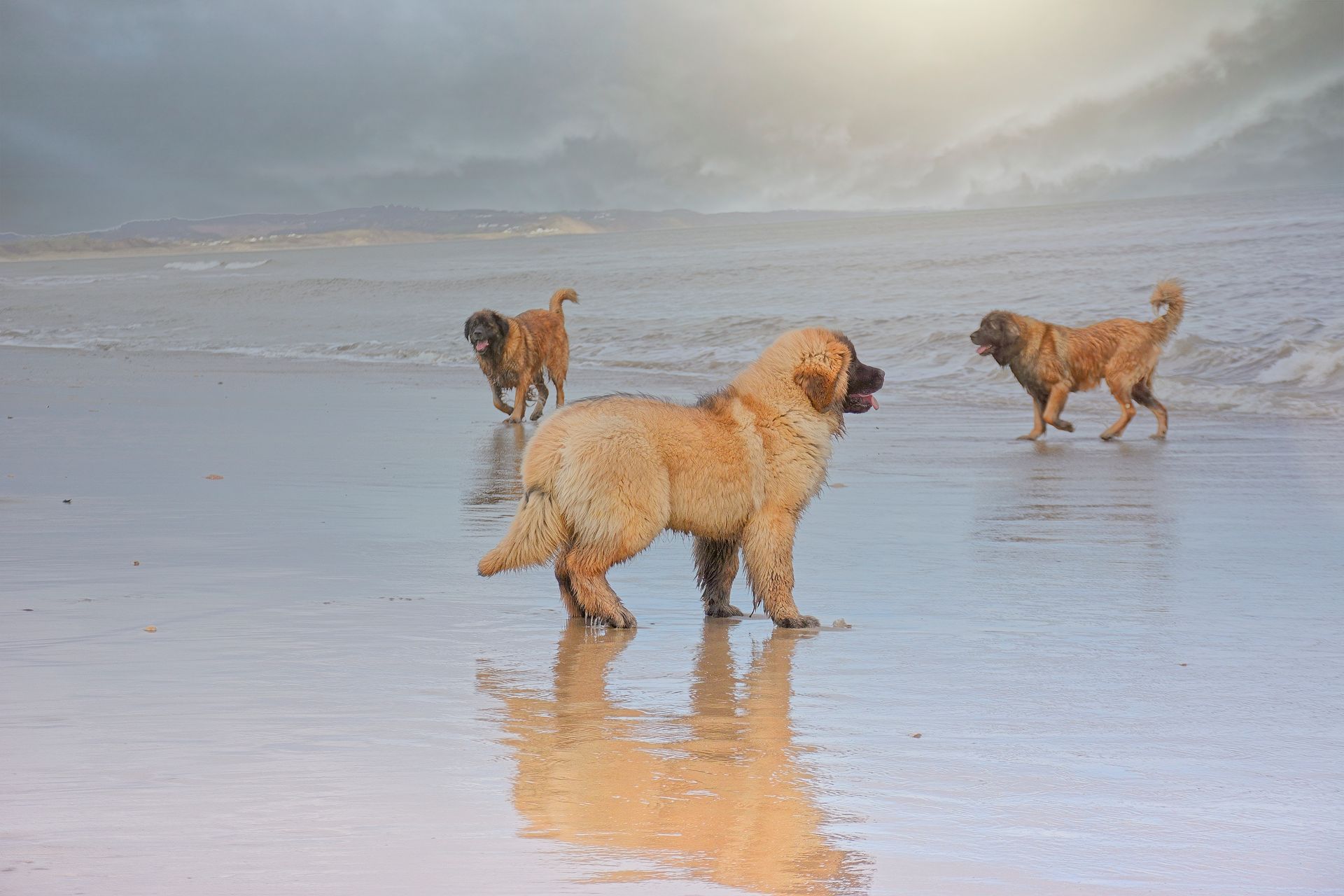 Three dogs standing on a wet beach, reflected in the shallow water under a cloudy sky