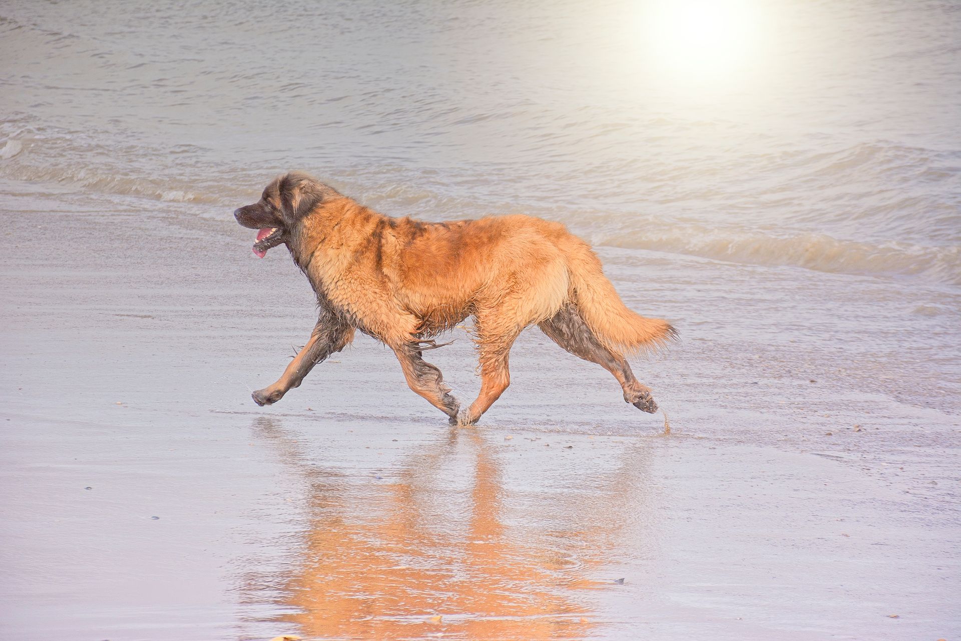 Golden retriever running on a wet sandy beach with its reflection visible.