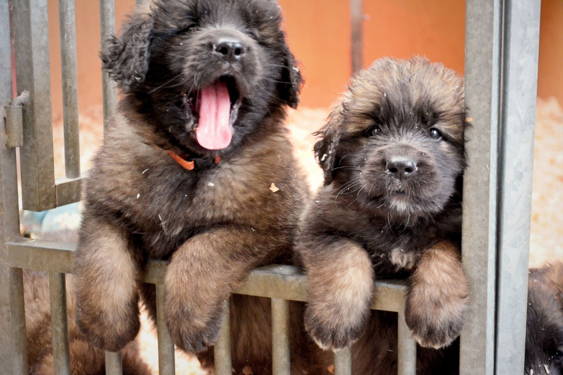Hillhavenleonbergers leonbergers