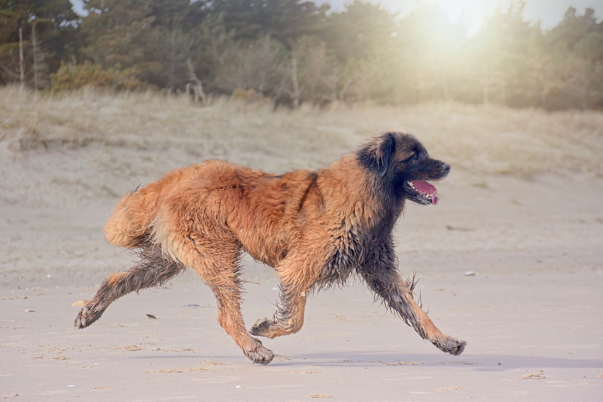Brown and black dog running across a sandy path in bright sunlight