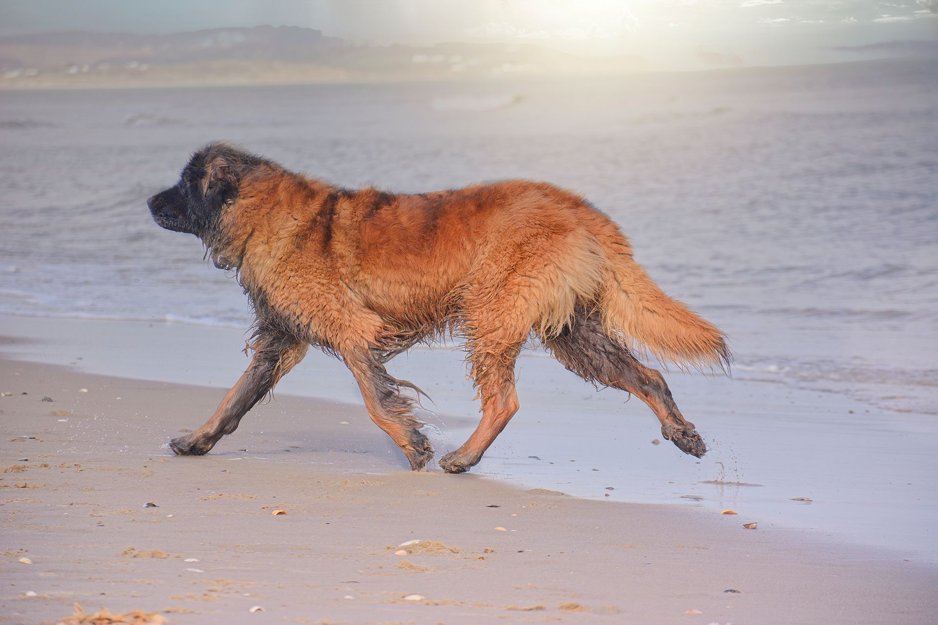Brown dog running along a sandy beach near the water