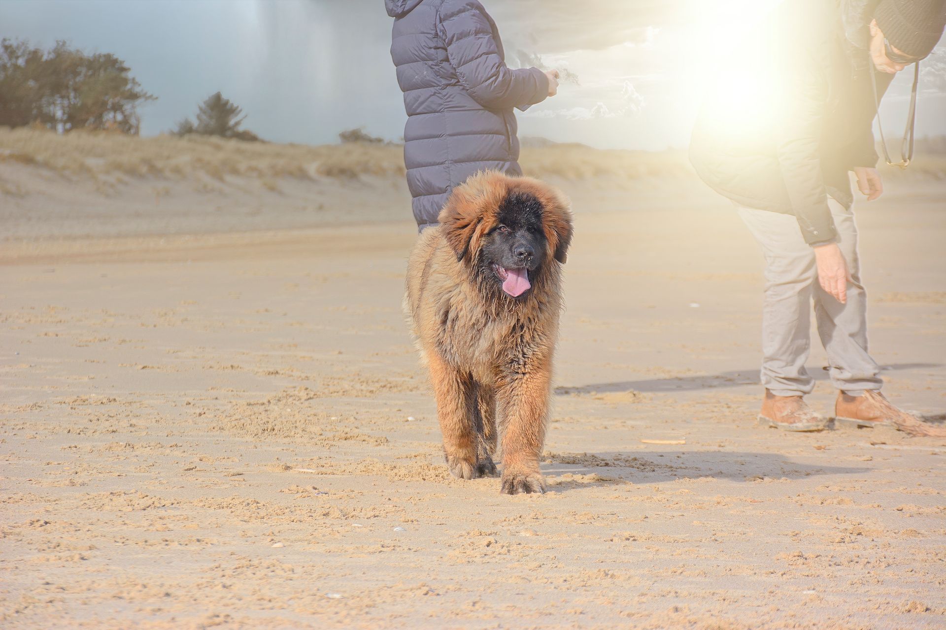 Dog walking on a sandy beach beside two people in bright sunlight