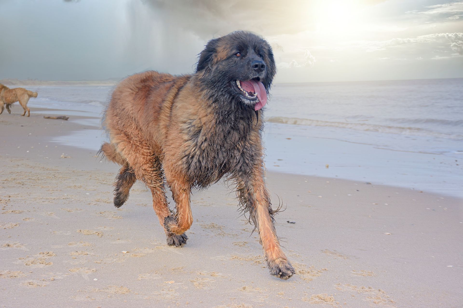Curly brown dog running on a sandy beach by the water, tongue out in sunlight
