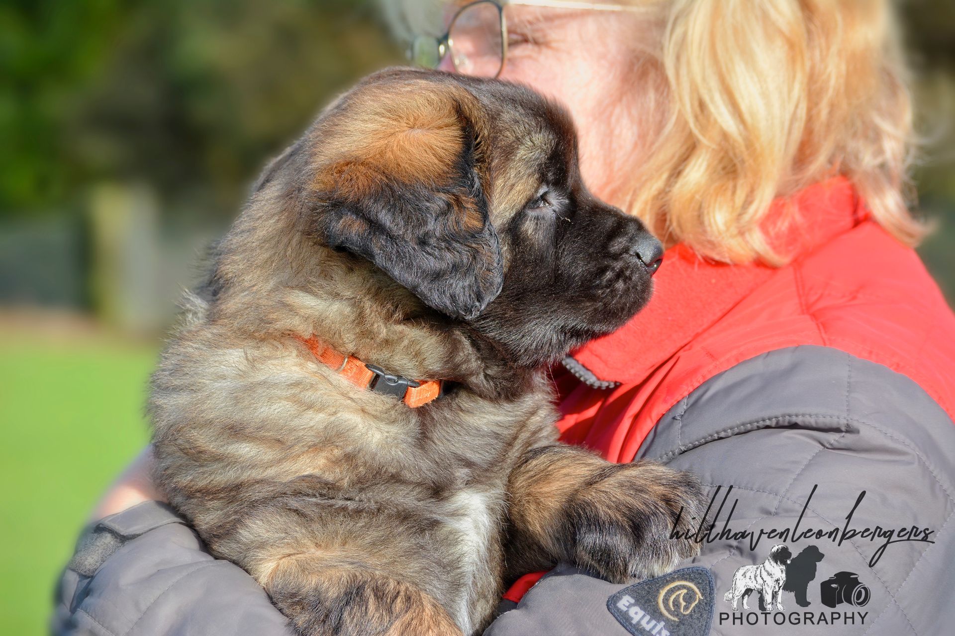 Puppy cradled in a person’s arms outdoors, with green grass in the background.