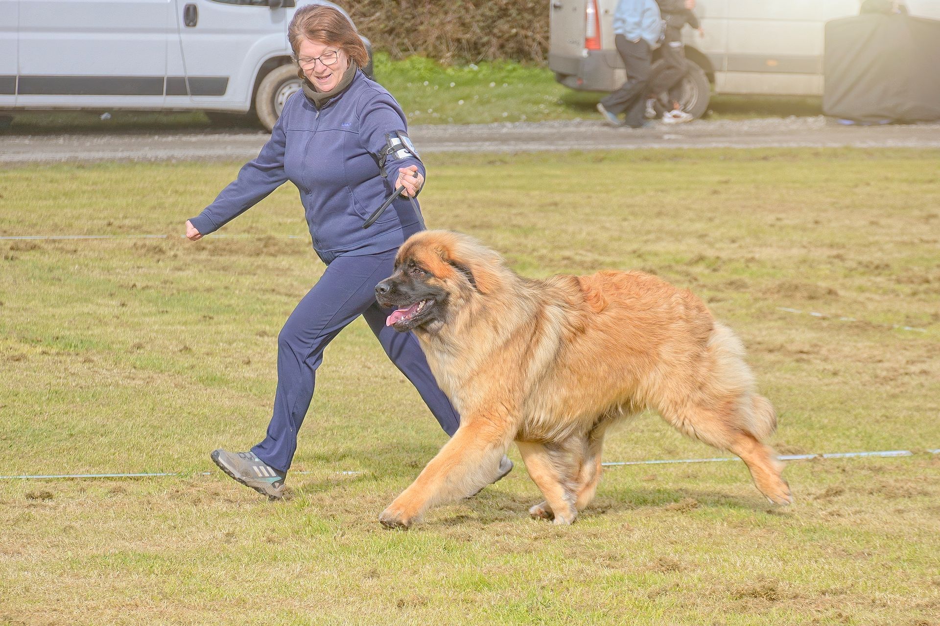 Person in blue running with a large tan dog on a grassy field.