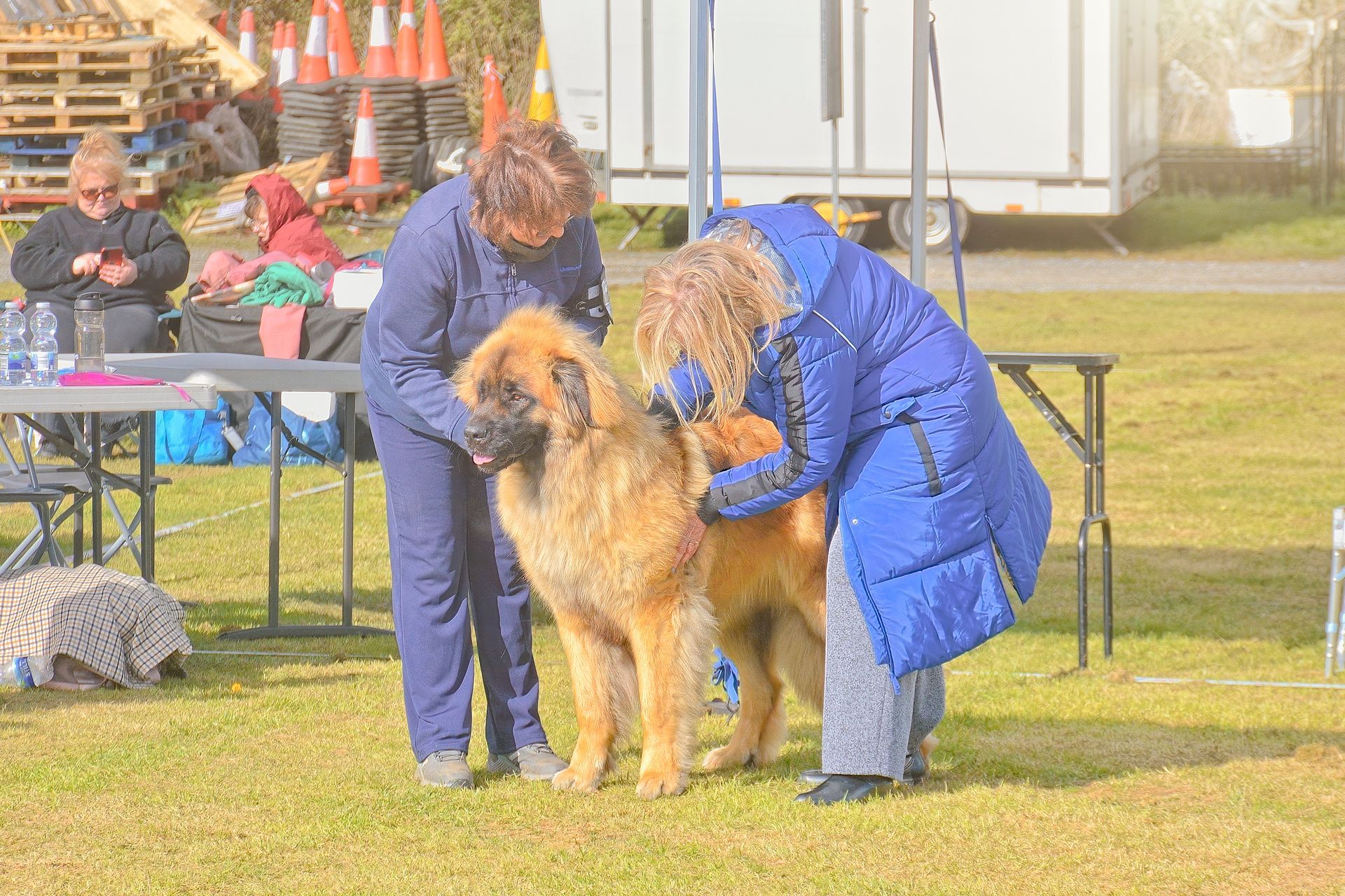 Two people in blue coats hold a large tan dog outdoors near tables and cones.