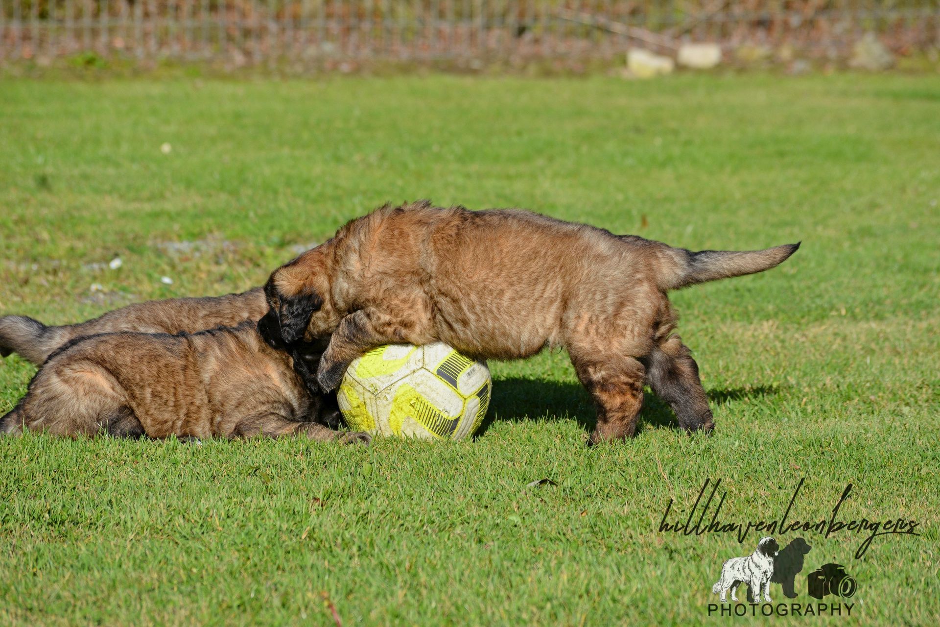 Two puppies wrestling over a yellow soccer ball on a grassy field.