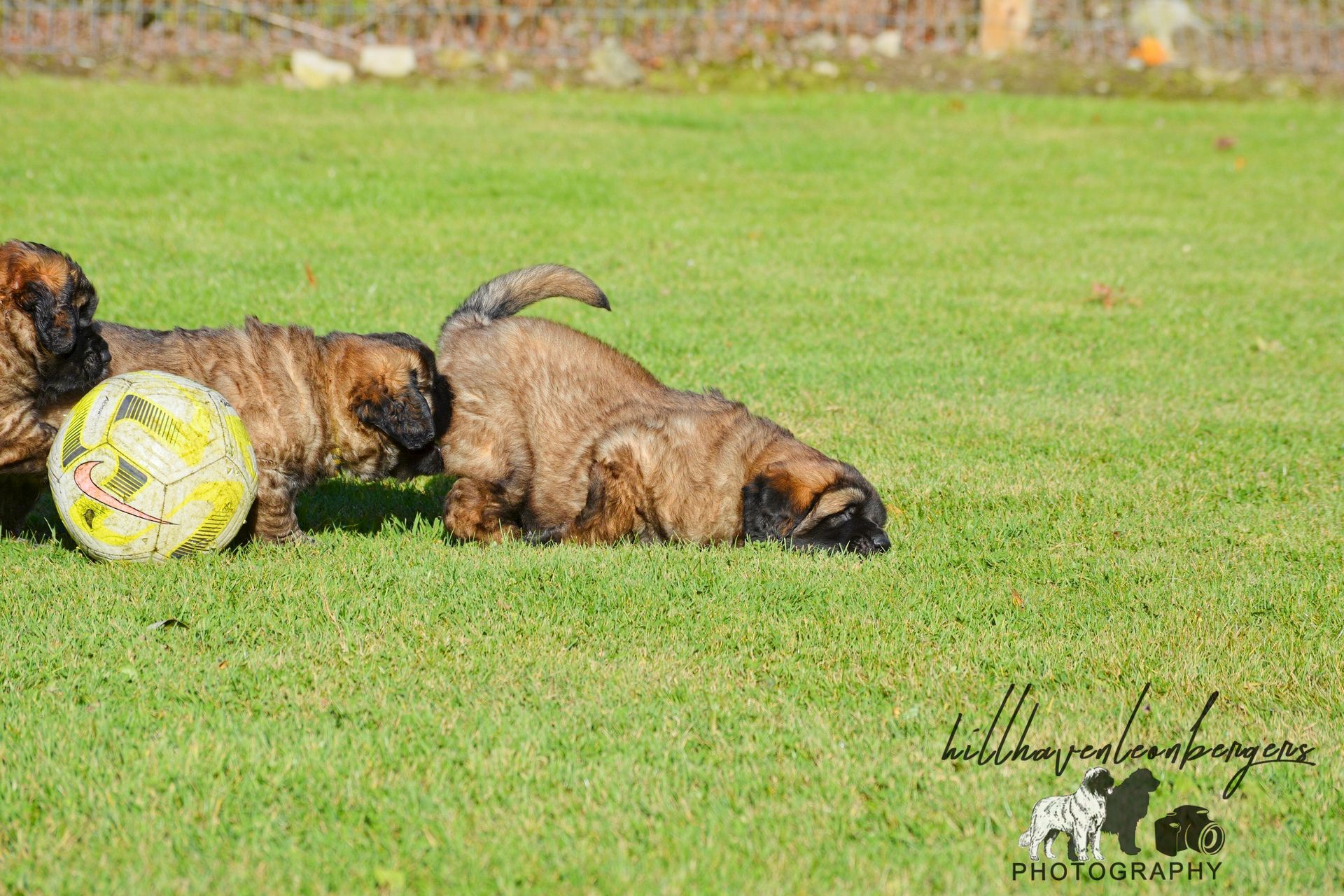 Two brindle dogs wrestling on green grass beside a yellow-and-white soccer ball.