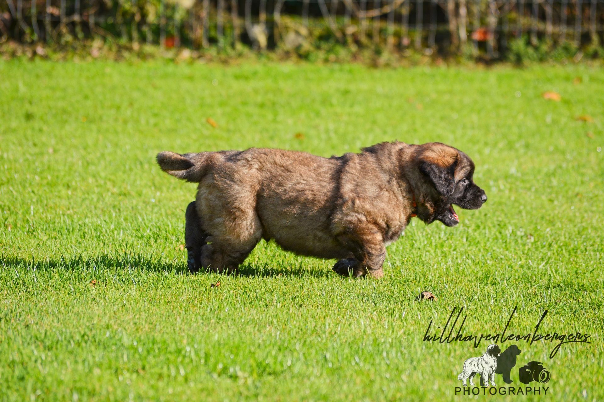 Small brown dog running on green grass outdoors