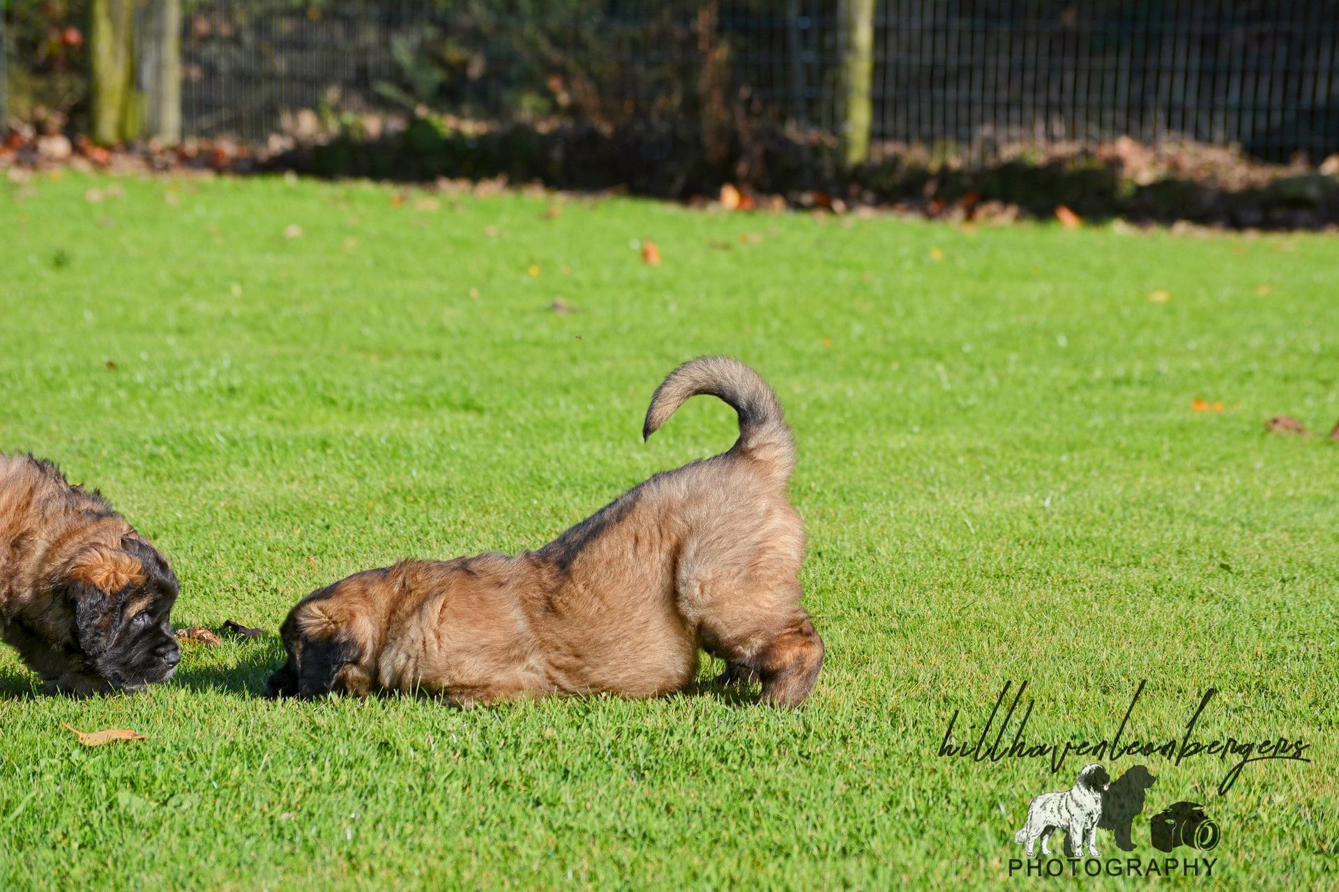 Two brown dogs play on a green lawn, one rolling on its back.