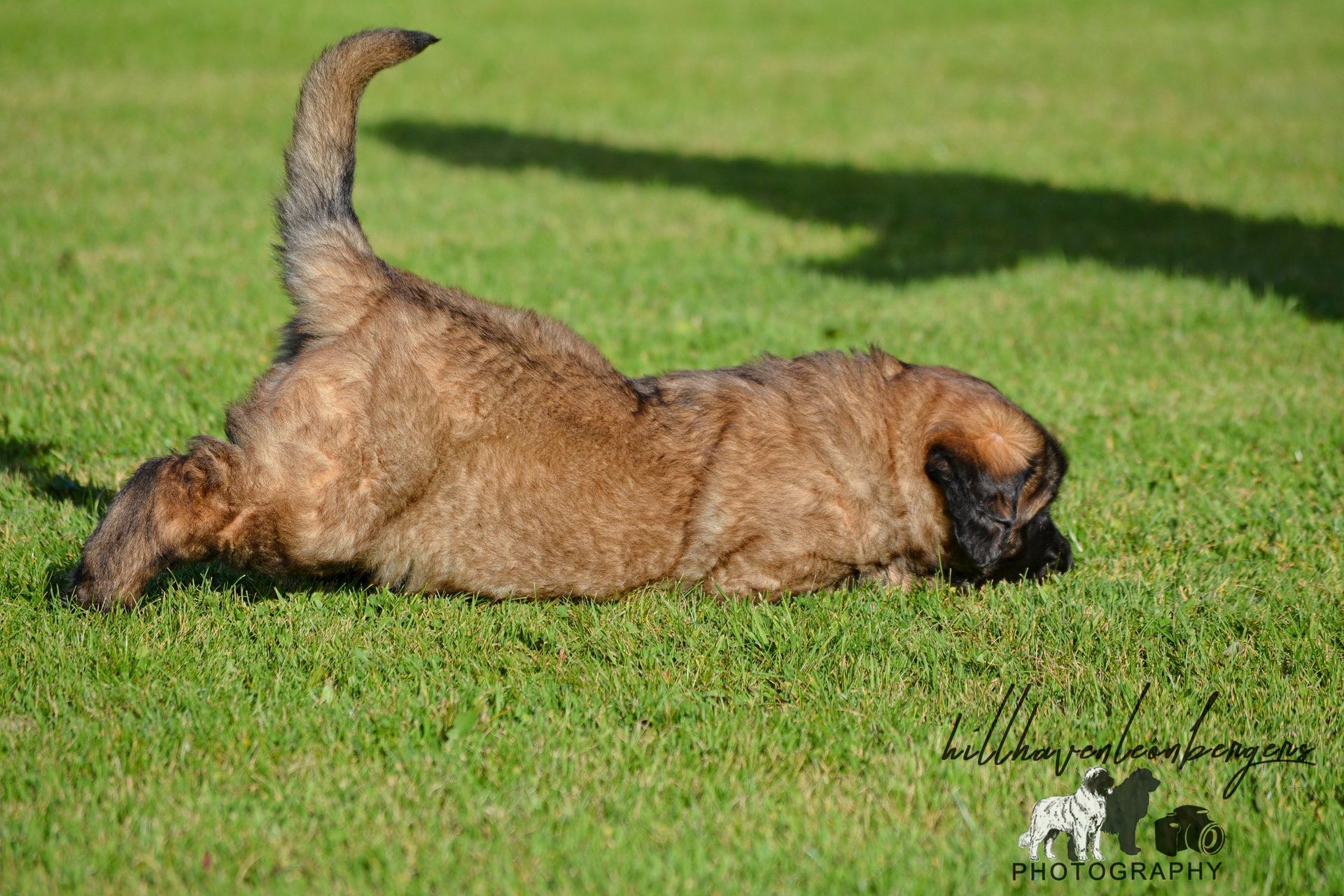 Brown puppy rolling on green grass with tail up