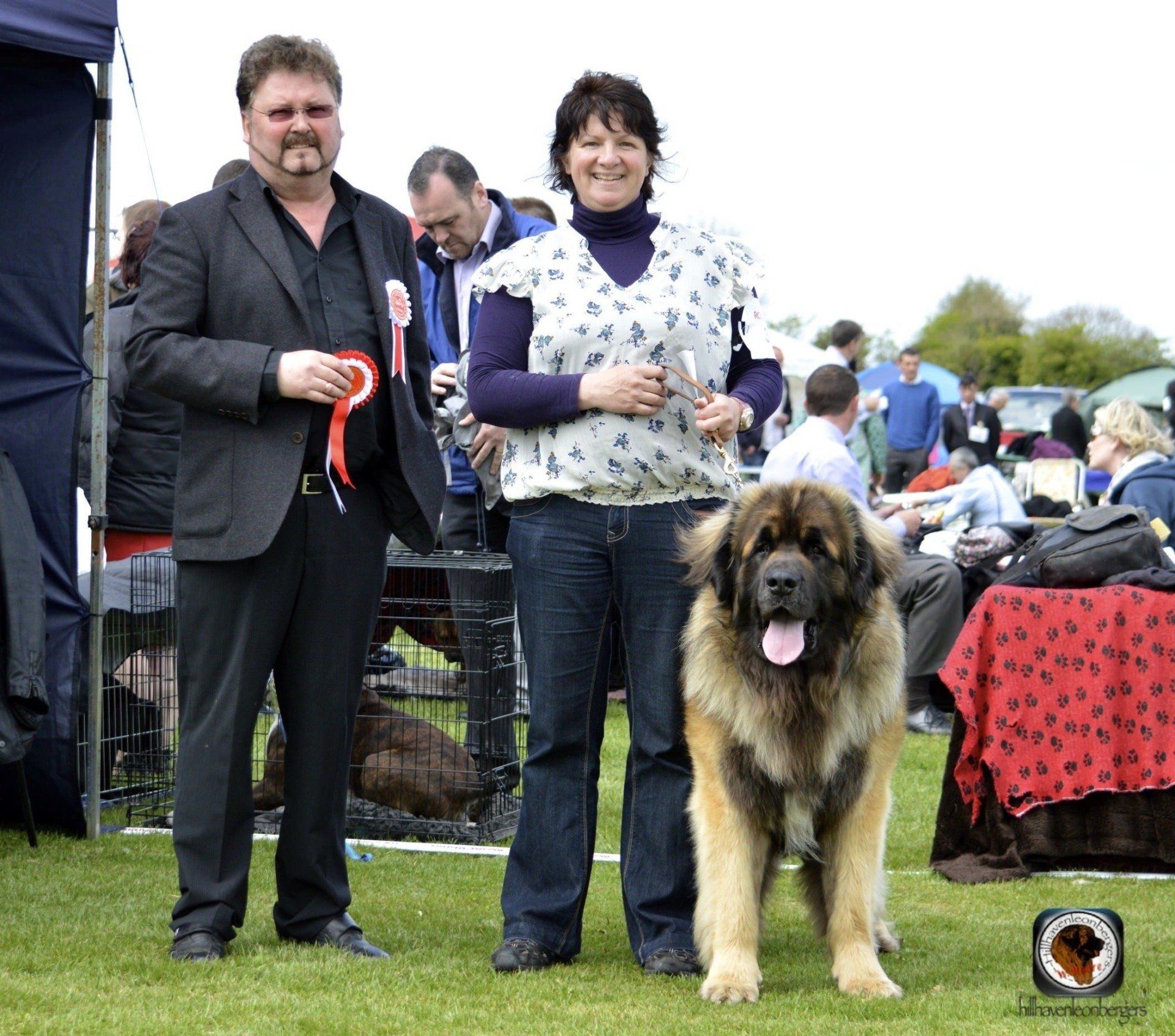Hillhavenleonbergers leonbergers