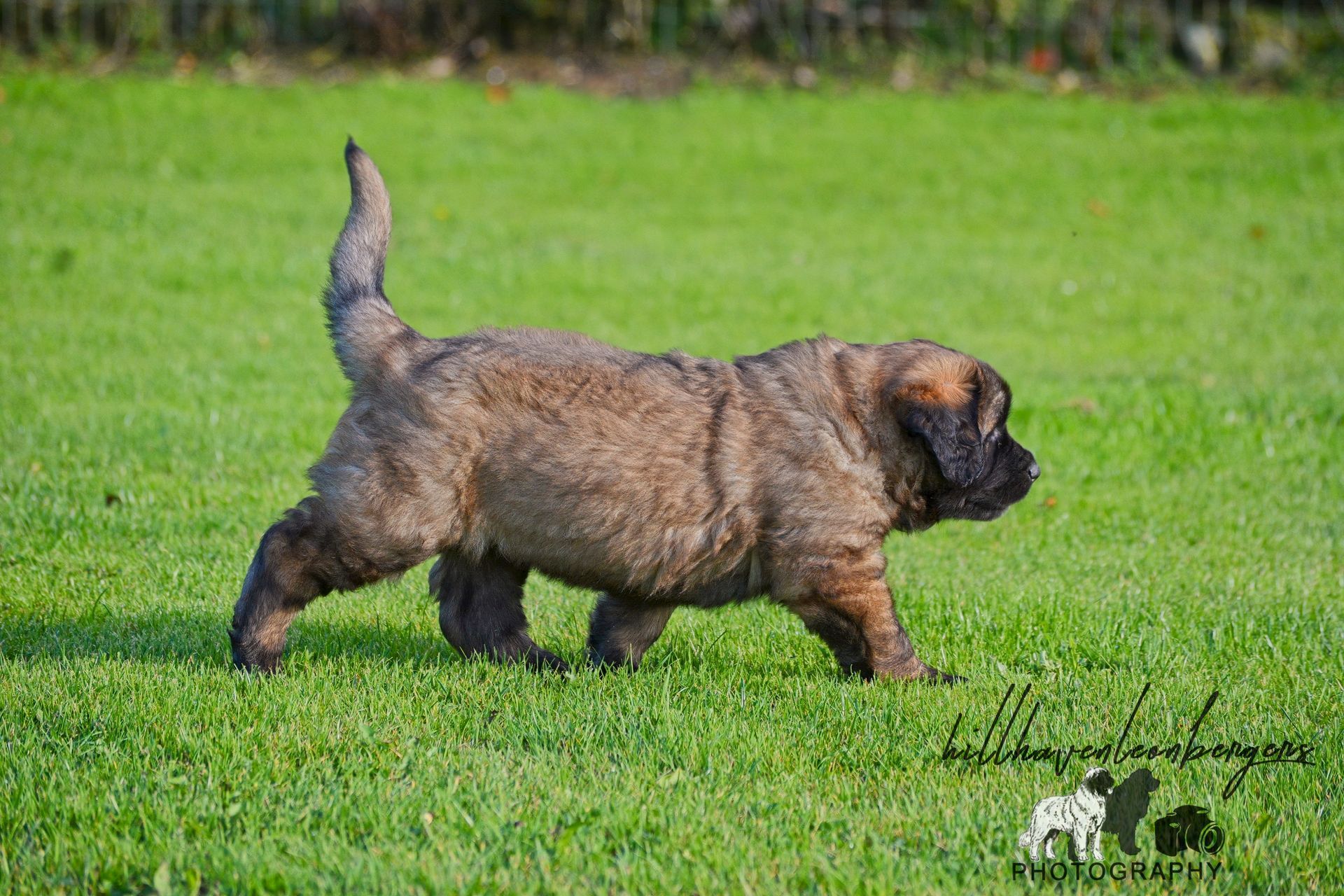Brown brindle puppy walking on green grass outdoors