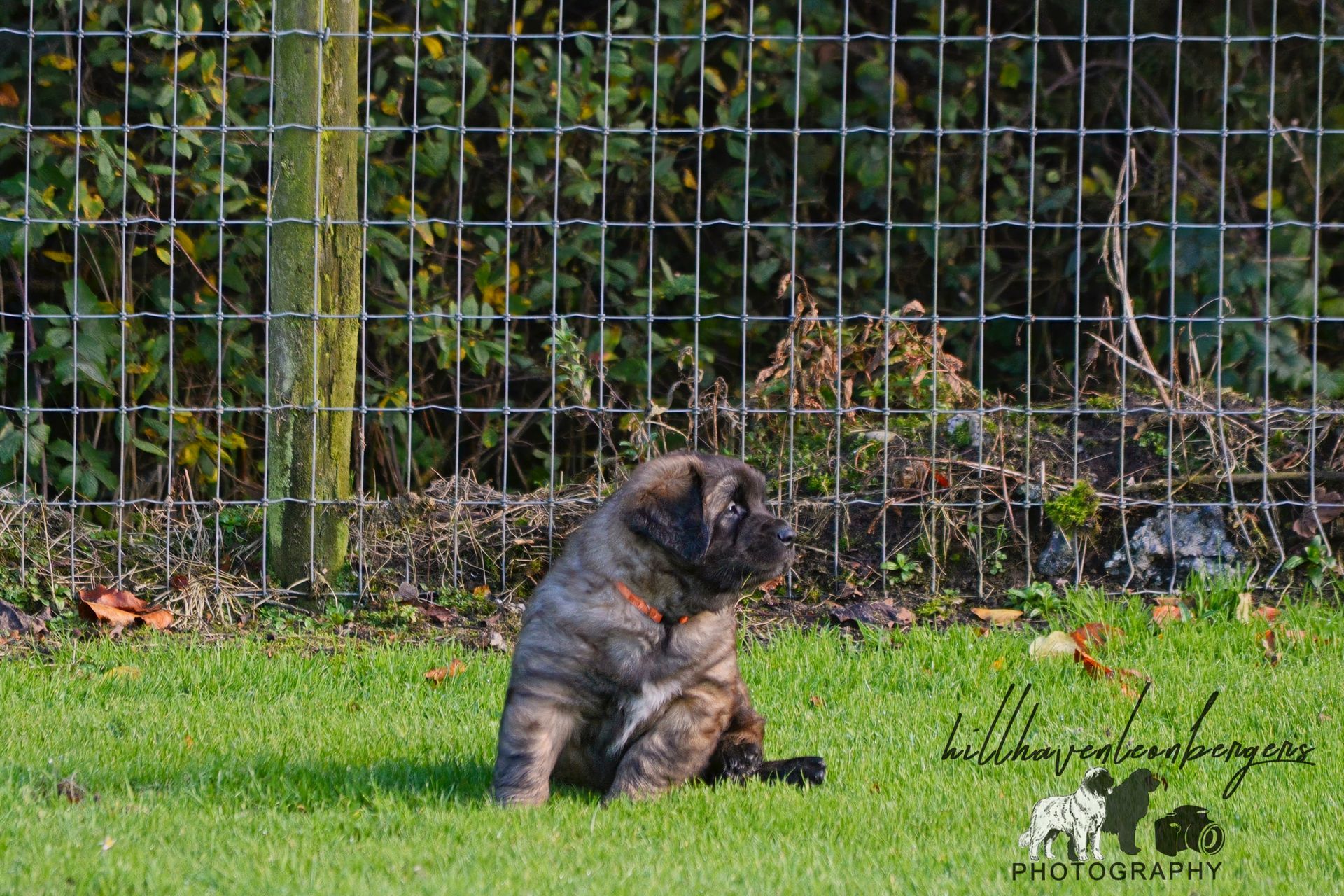 Fluffy brown puppy sitting on green grass in front of a wire fence and garden greenery