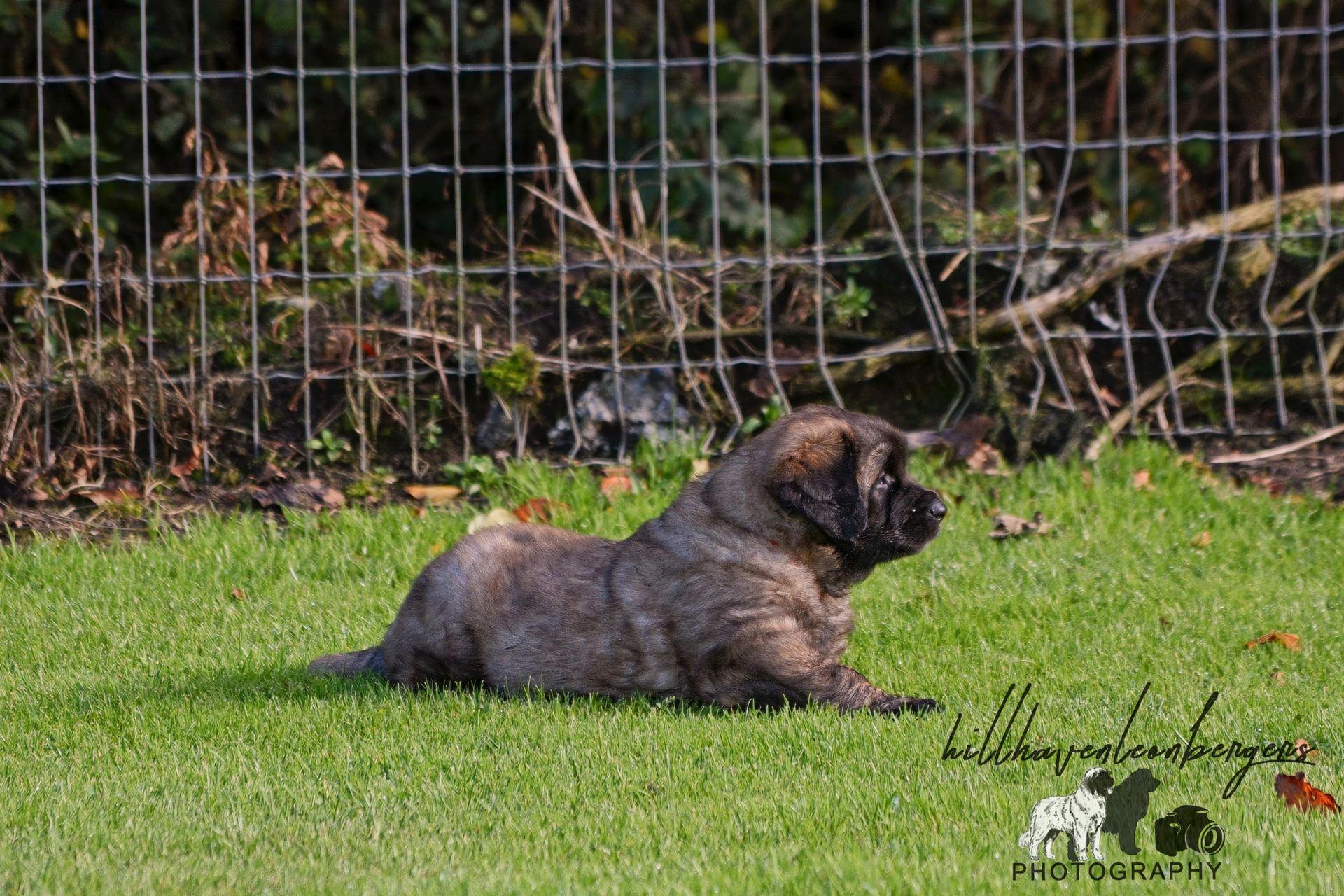 Small gray dog lying on green grass in front of a wire fence