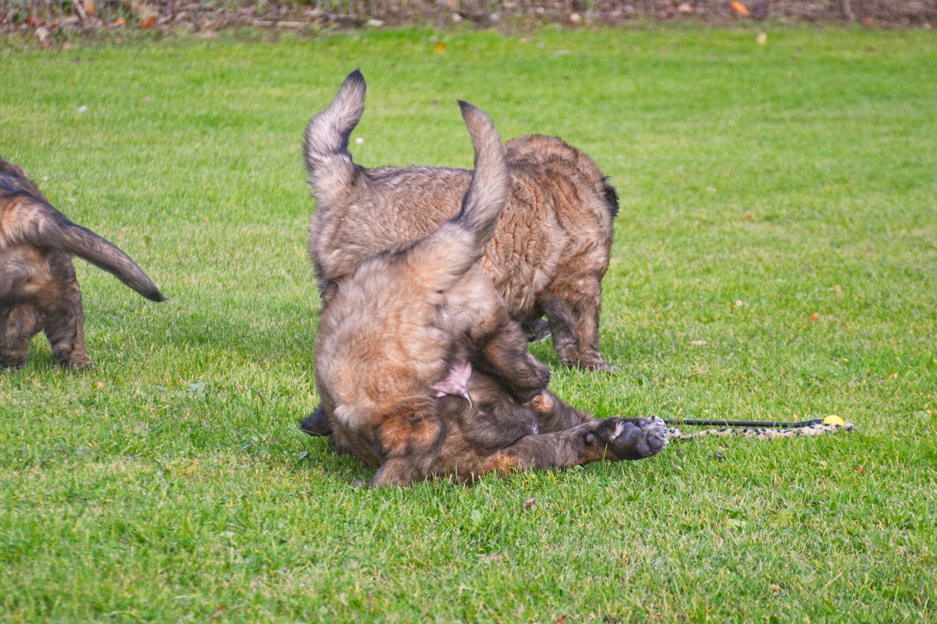 Two brown dogs wrestling on green grass, one on its back with legs in the air.