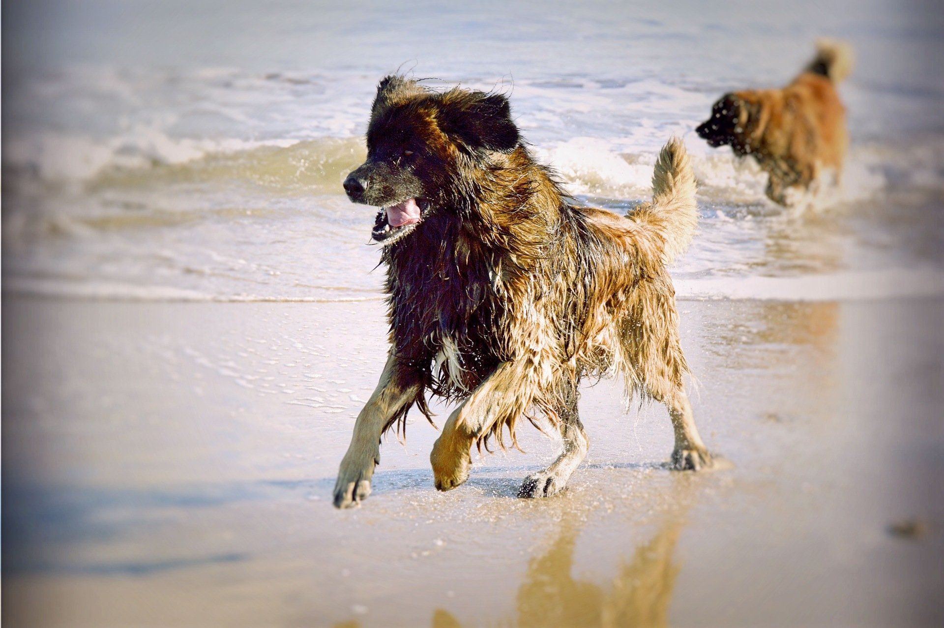 Hillhavenleonbergers leonbergers