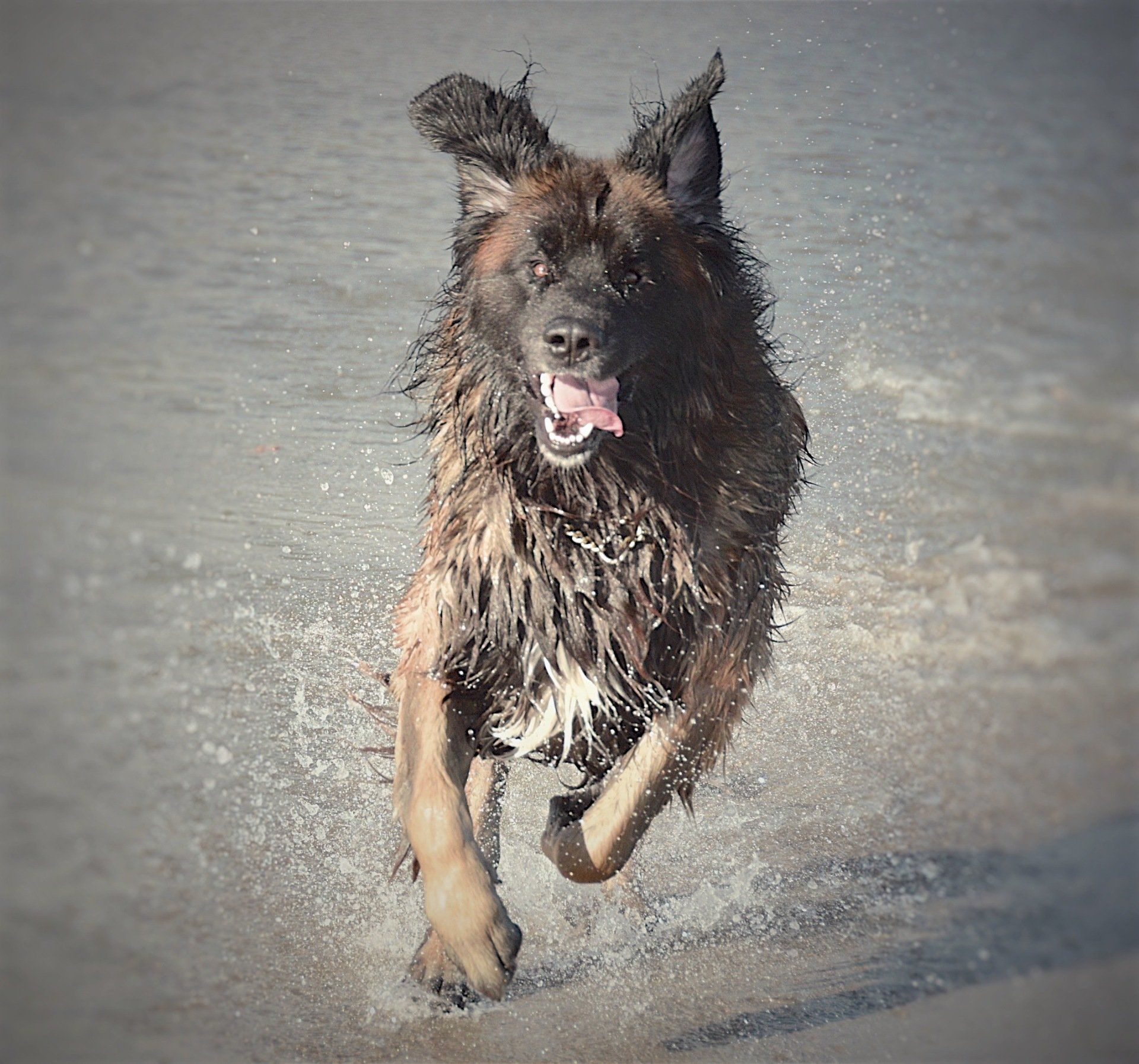 Hillhavenleonbergers leonbergers