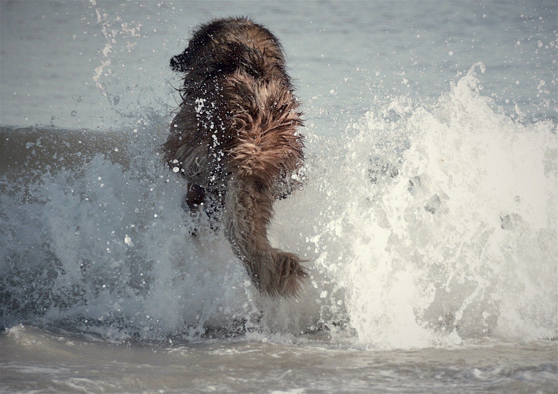Hillhavenleonbergers leonbergers