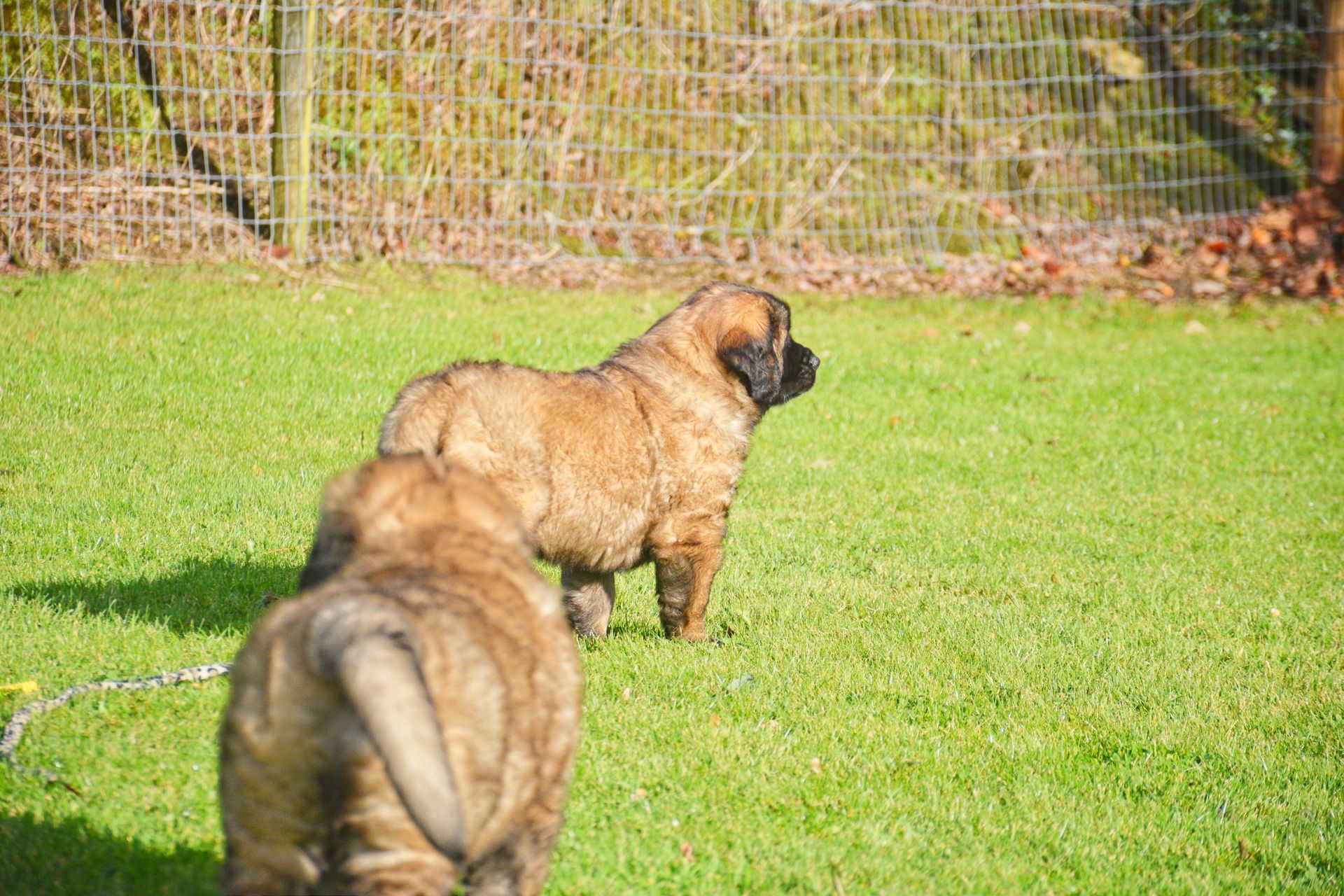 Two fluffy tan dogs standing on a grassy lawn near a wire fence